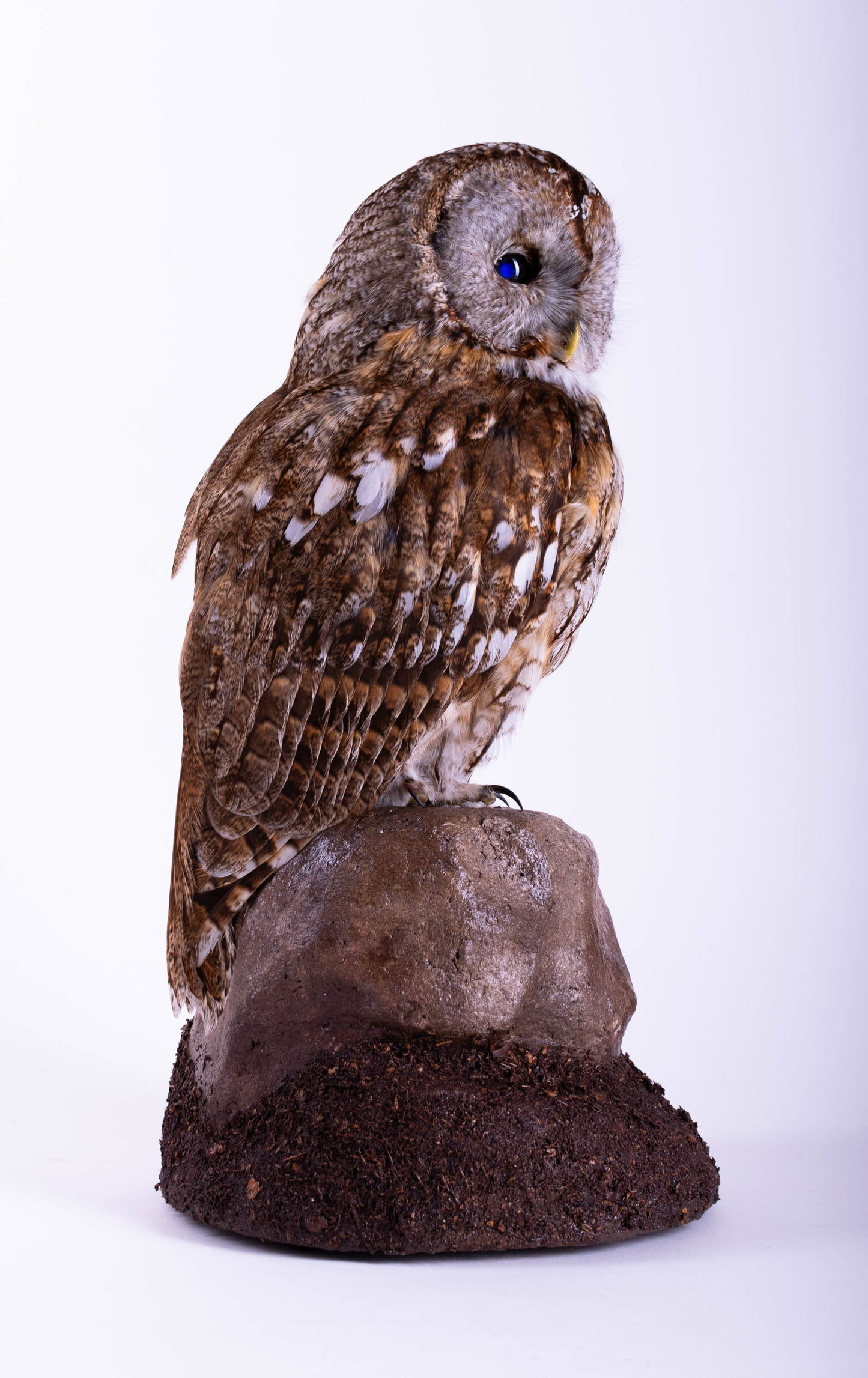Taxidermy Tawny Owl Standing Mount