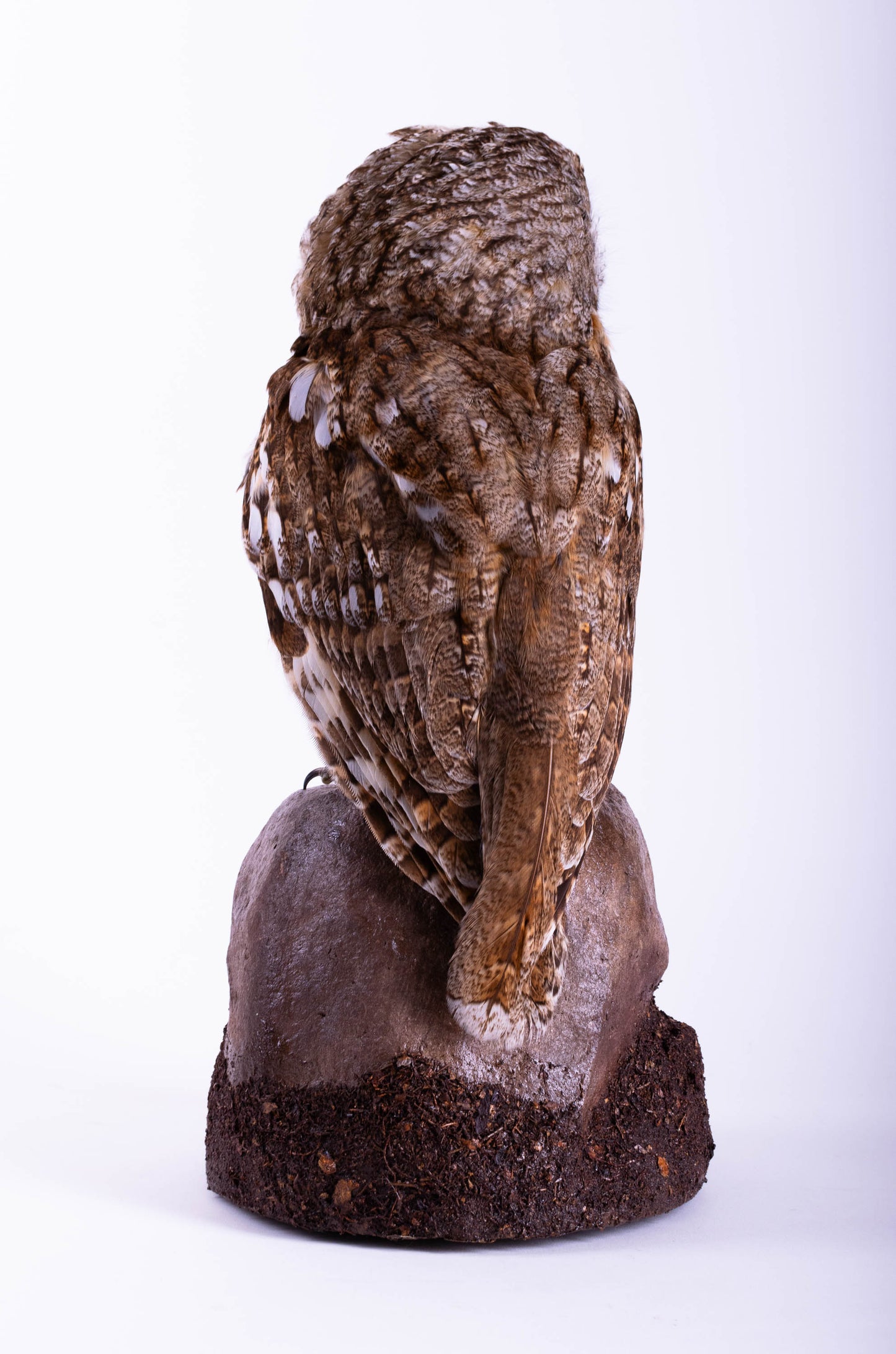 Taxidermy Tawny Owl Standing Mount