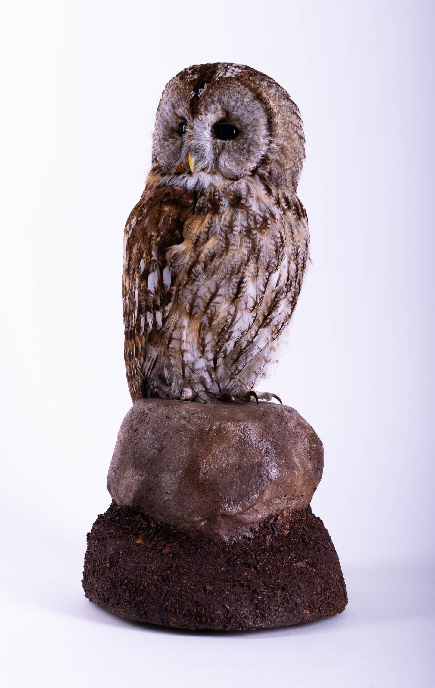 Taxidermy Tawny Owl Standing Mount