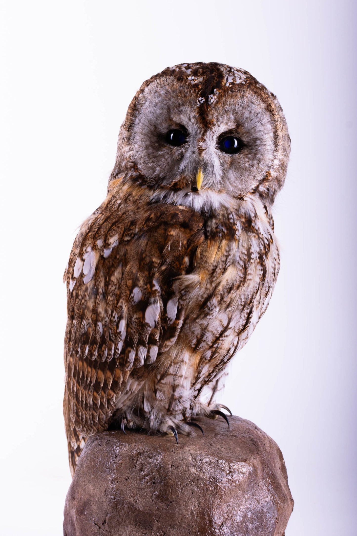 Taxidermy Tawny Owl Standing Mount
