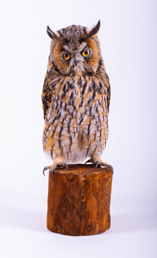 Taxidermy Owl Standing Mount