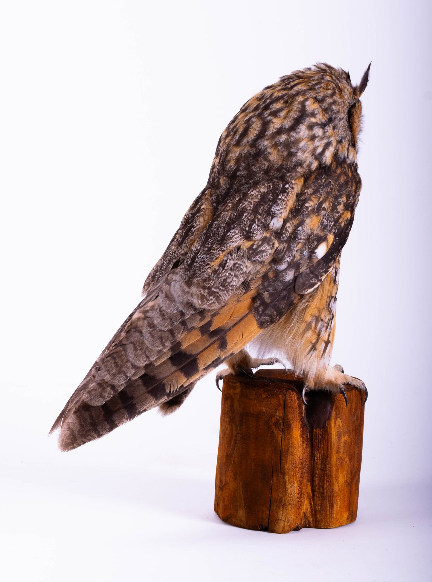 Hibou moyen-duc naturalisé pour fixation murale à vendre