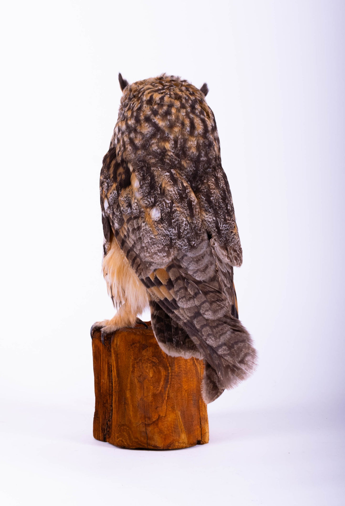 Hibou moyen-duc naturalisé pour fixation murale à vendre
