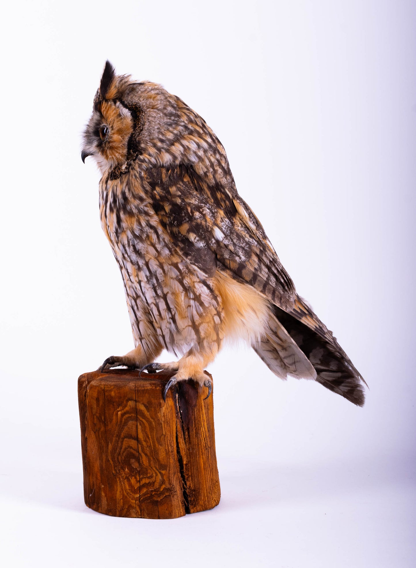 Hibou moyen-duc naturalisé pour fixation murale à vendre