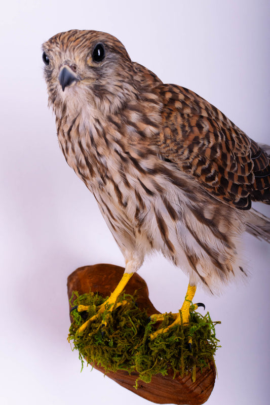 Kestrel Falcon Taxidermy Wall Mount