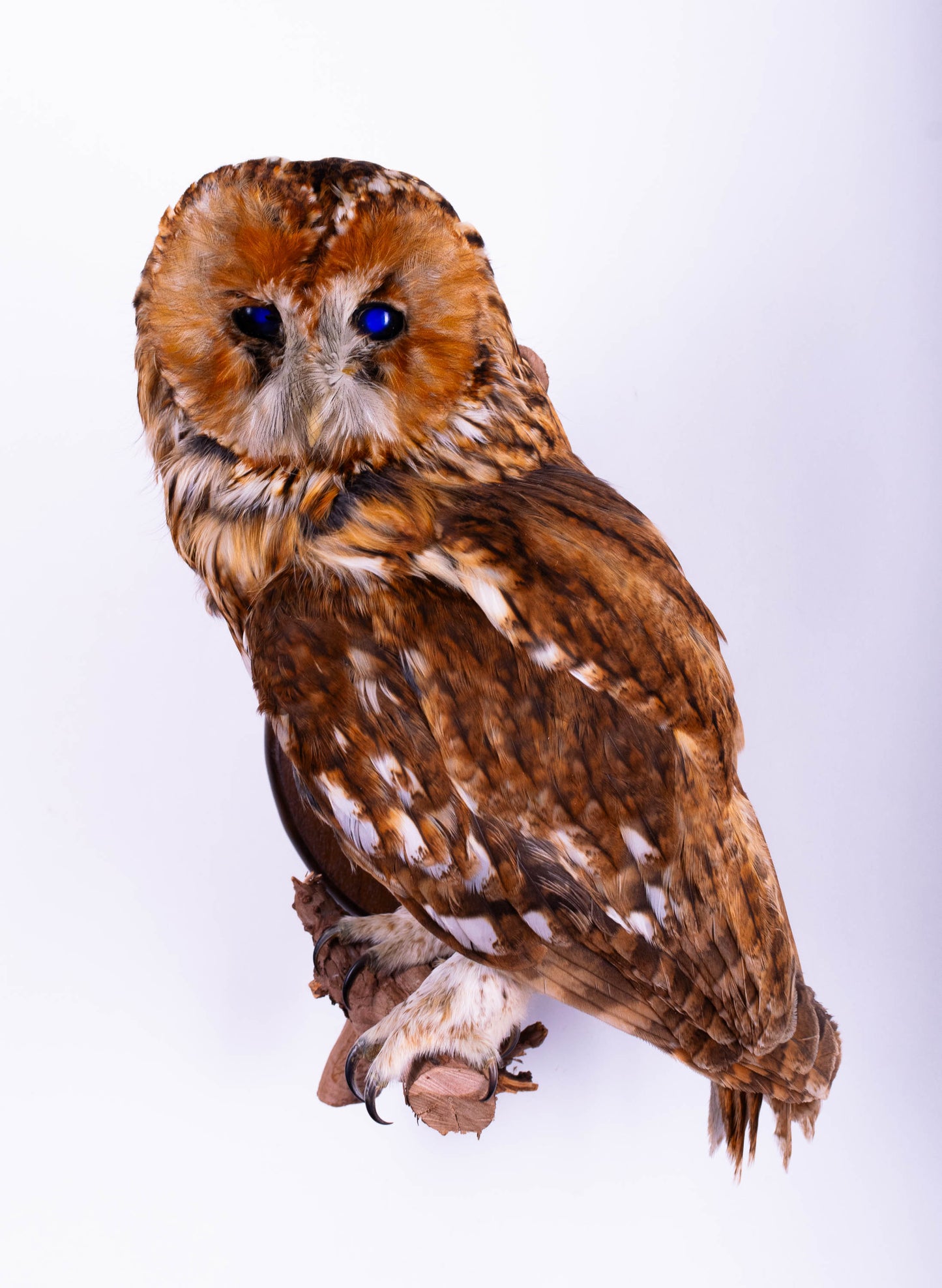 Tawny Owl Taxidermy Wall Mount For Sale