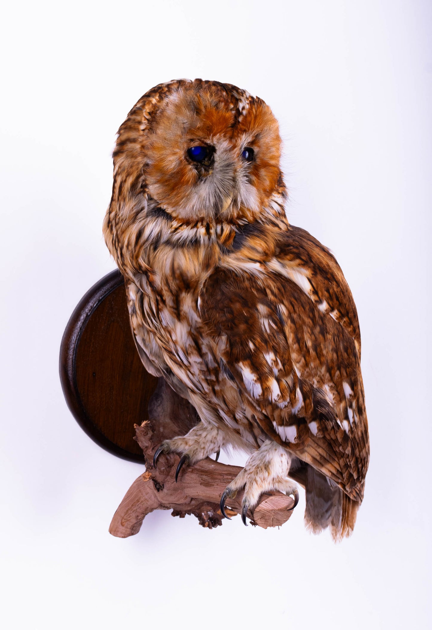 Tawny Owl Taxidermy Wall Mount For Sale