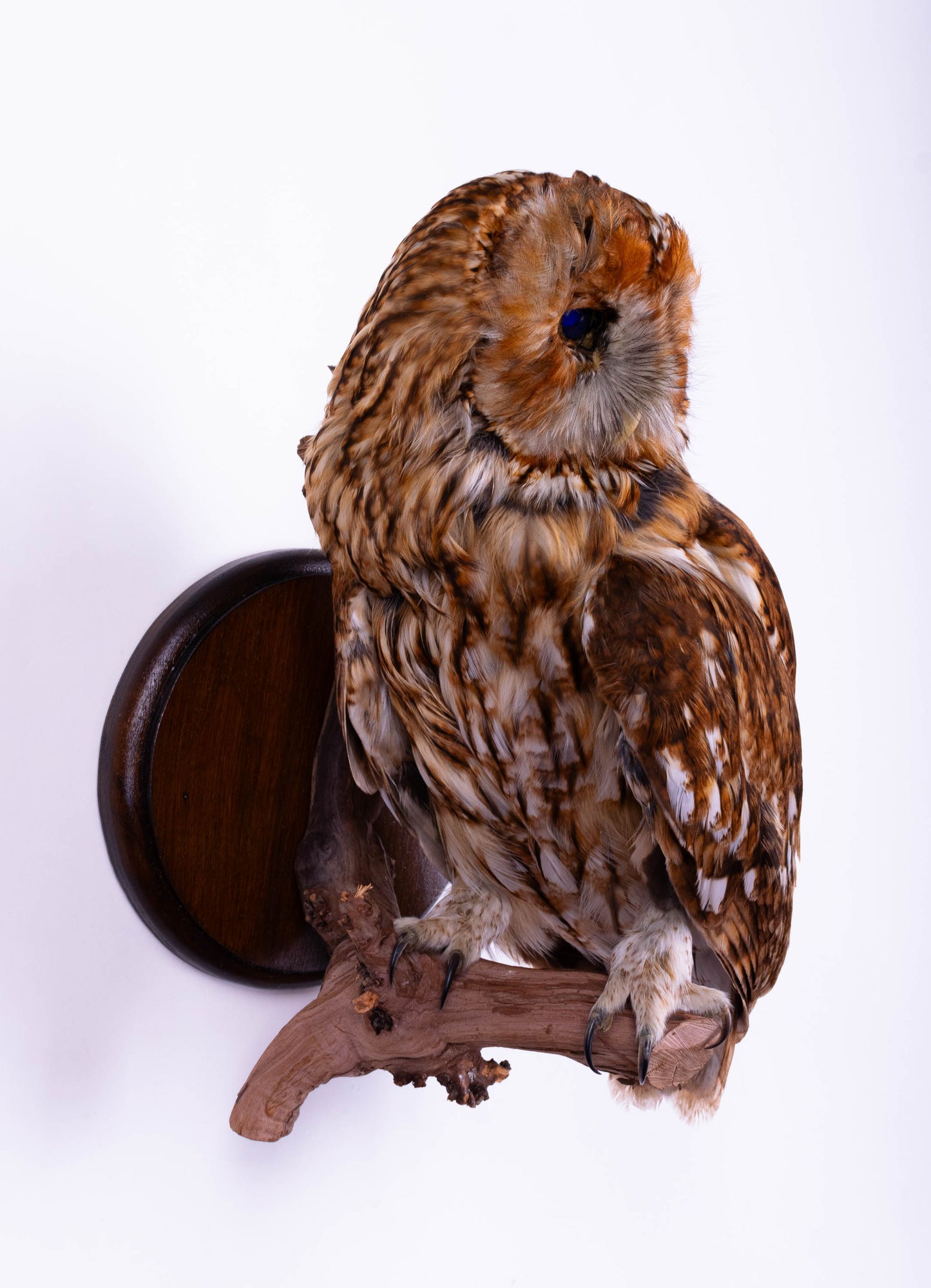 Tawny Owl Taxidermy Wall Mount For Sale