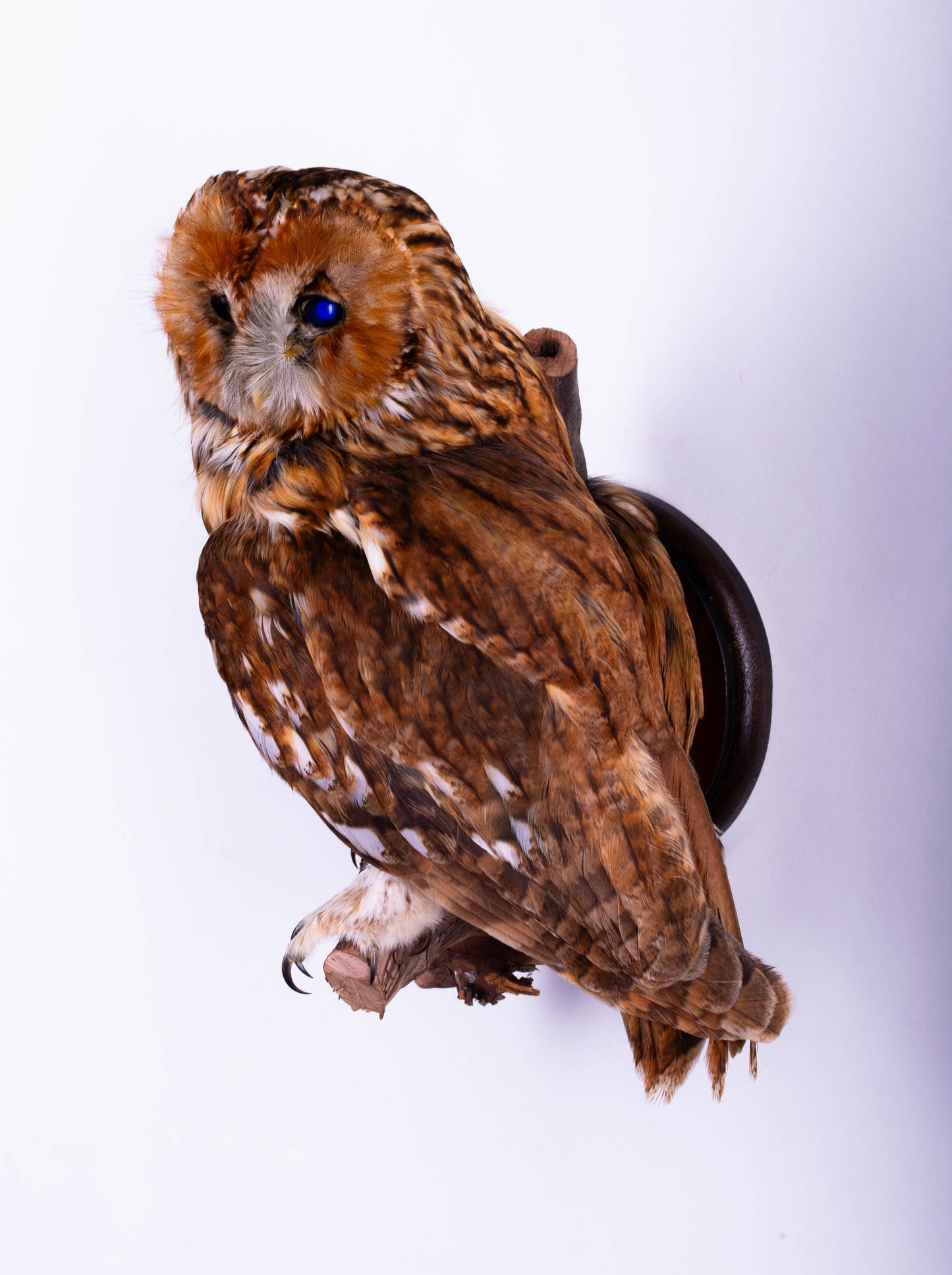 Tawny Owl Taxidermy Wall Mount For Sale