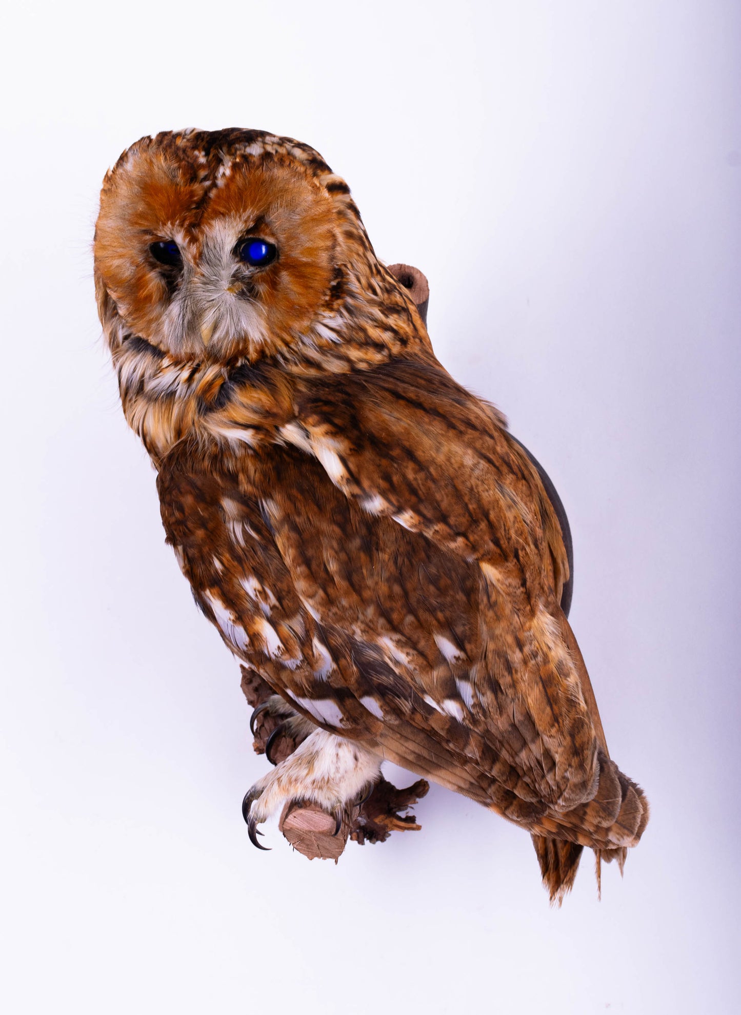 Tawny Owl Taxidermy Wall Mount For Sale