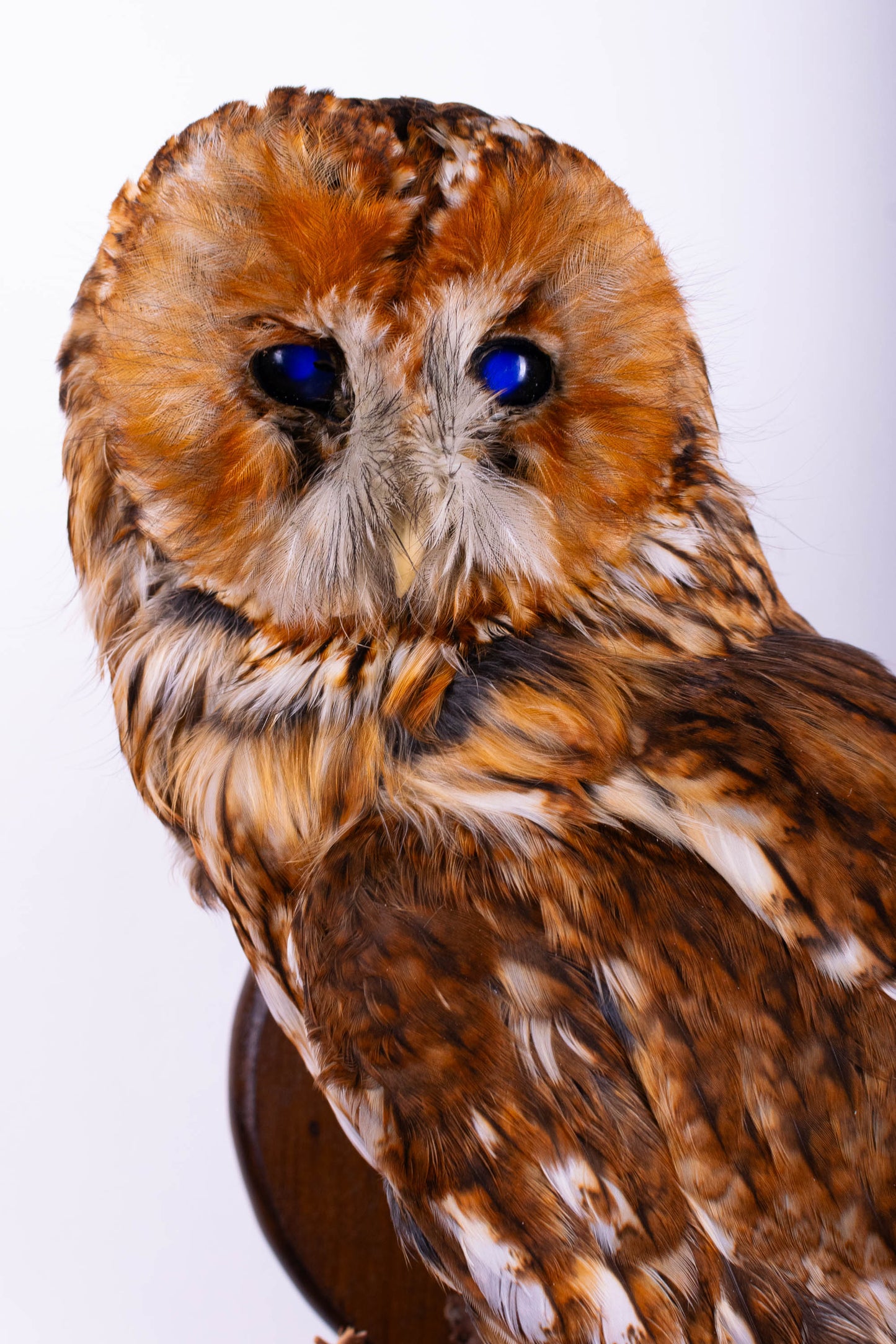 Tawny Owl Taxidermy Wall Mount For Sale