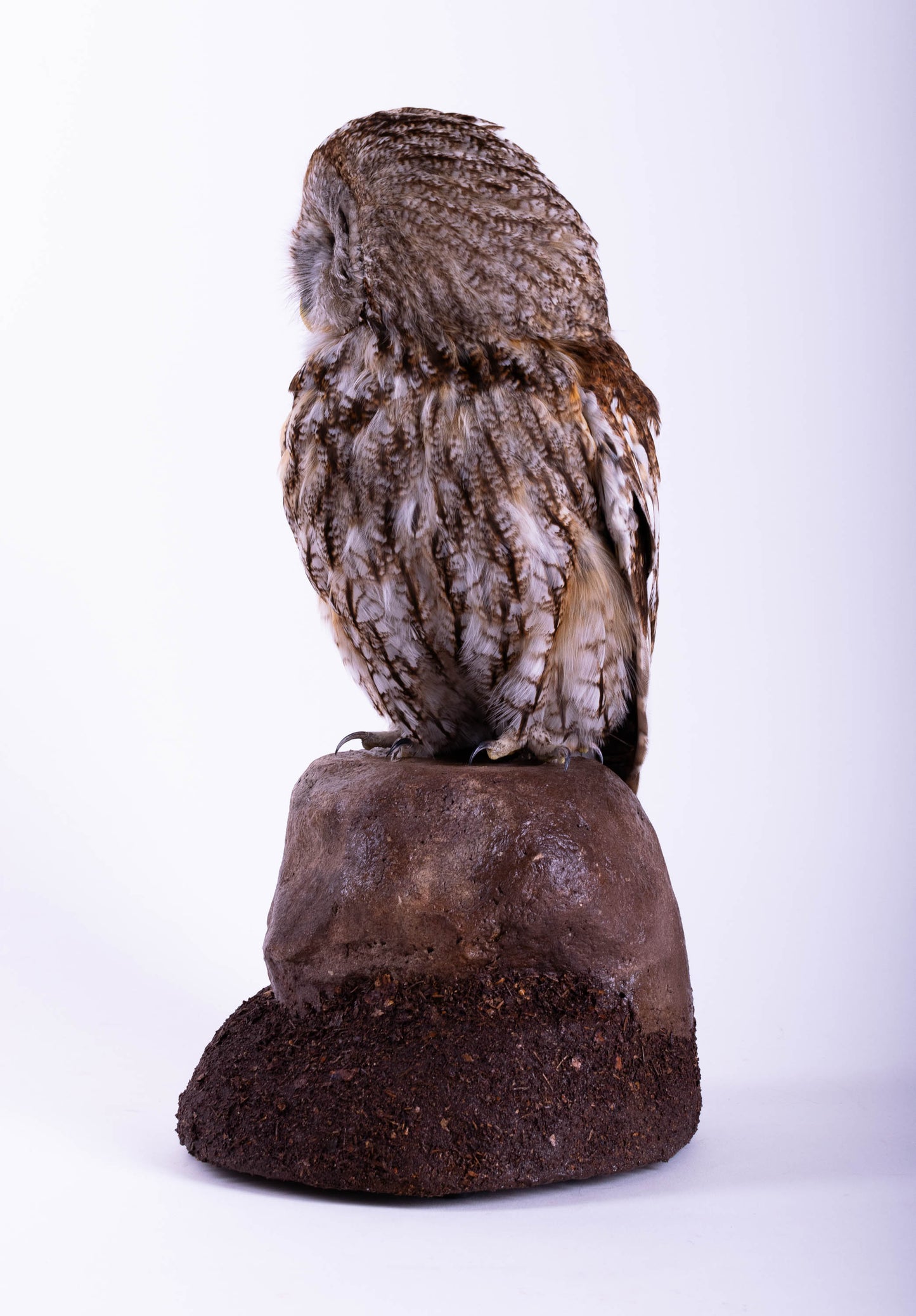 Taxidermy Tawny Owl Standing Mount