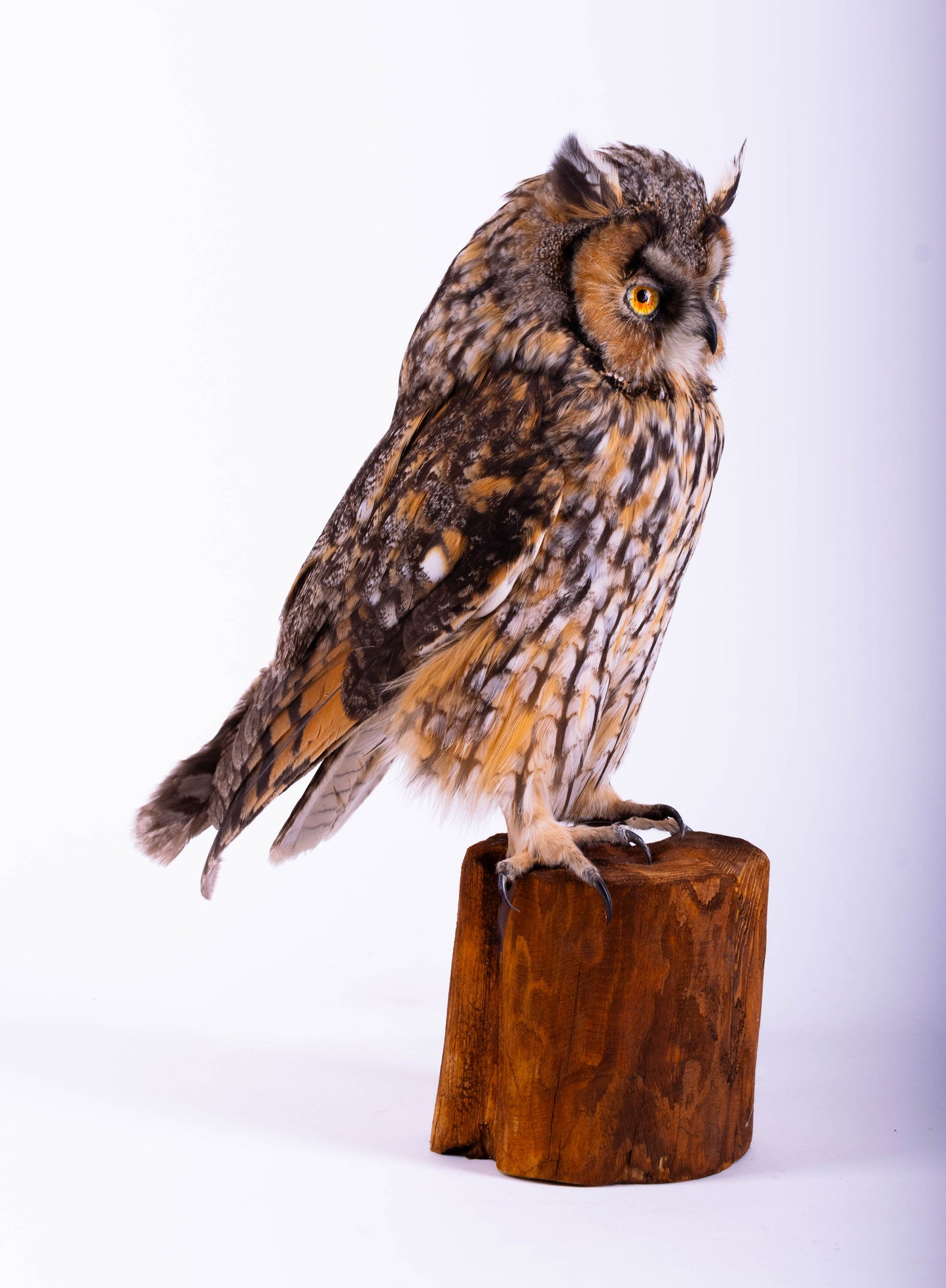 Hibou moyen-duc naturalisé pour fixation murale à vendre