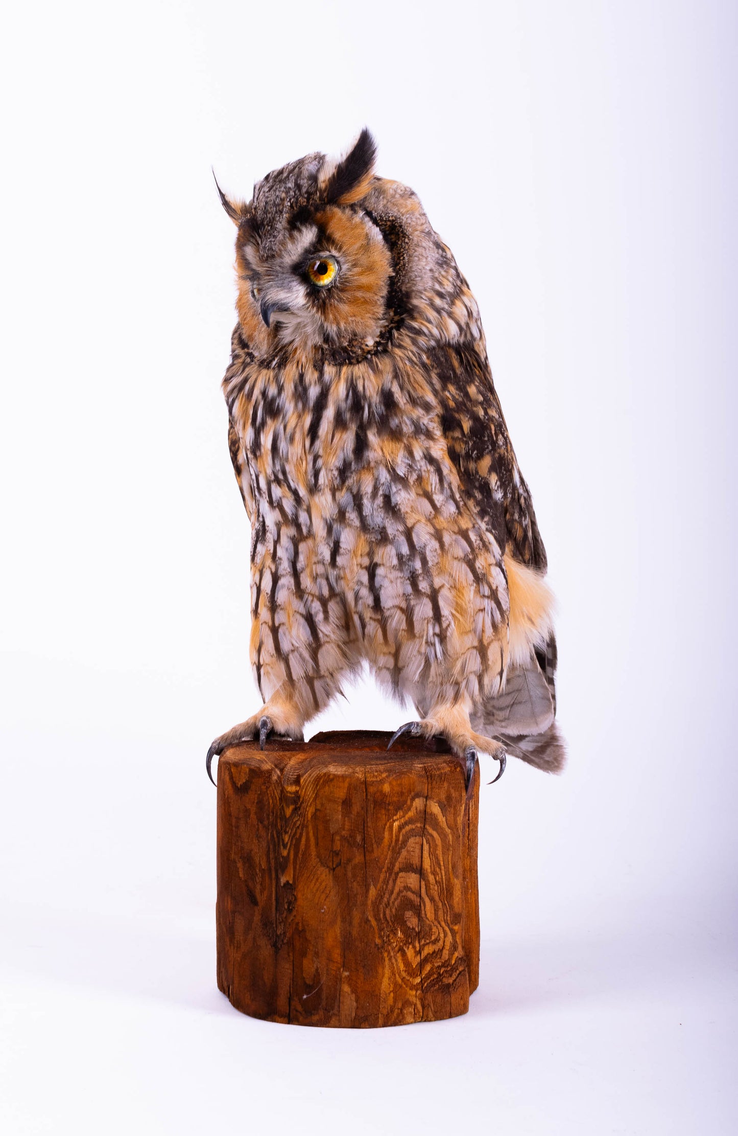 Hibou moyen-duc naturalisé pour fixation murale à vendre