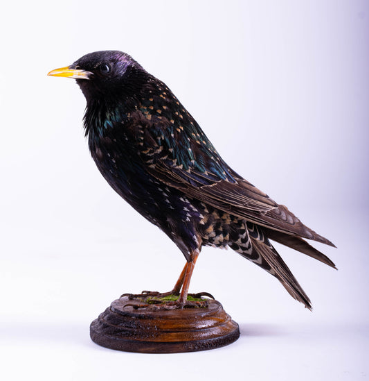 Starling Taxidermy Standing Mount