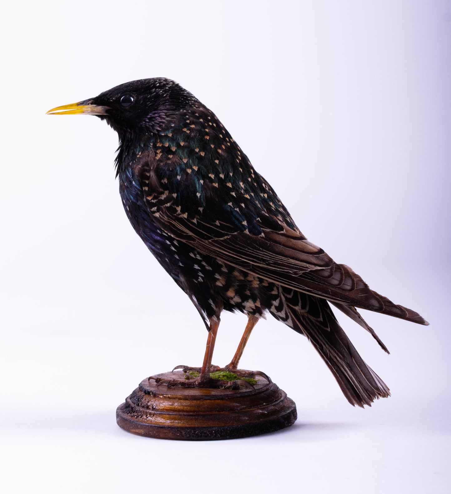 Starling Taxidermy Standing Mount
