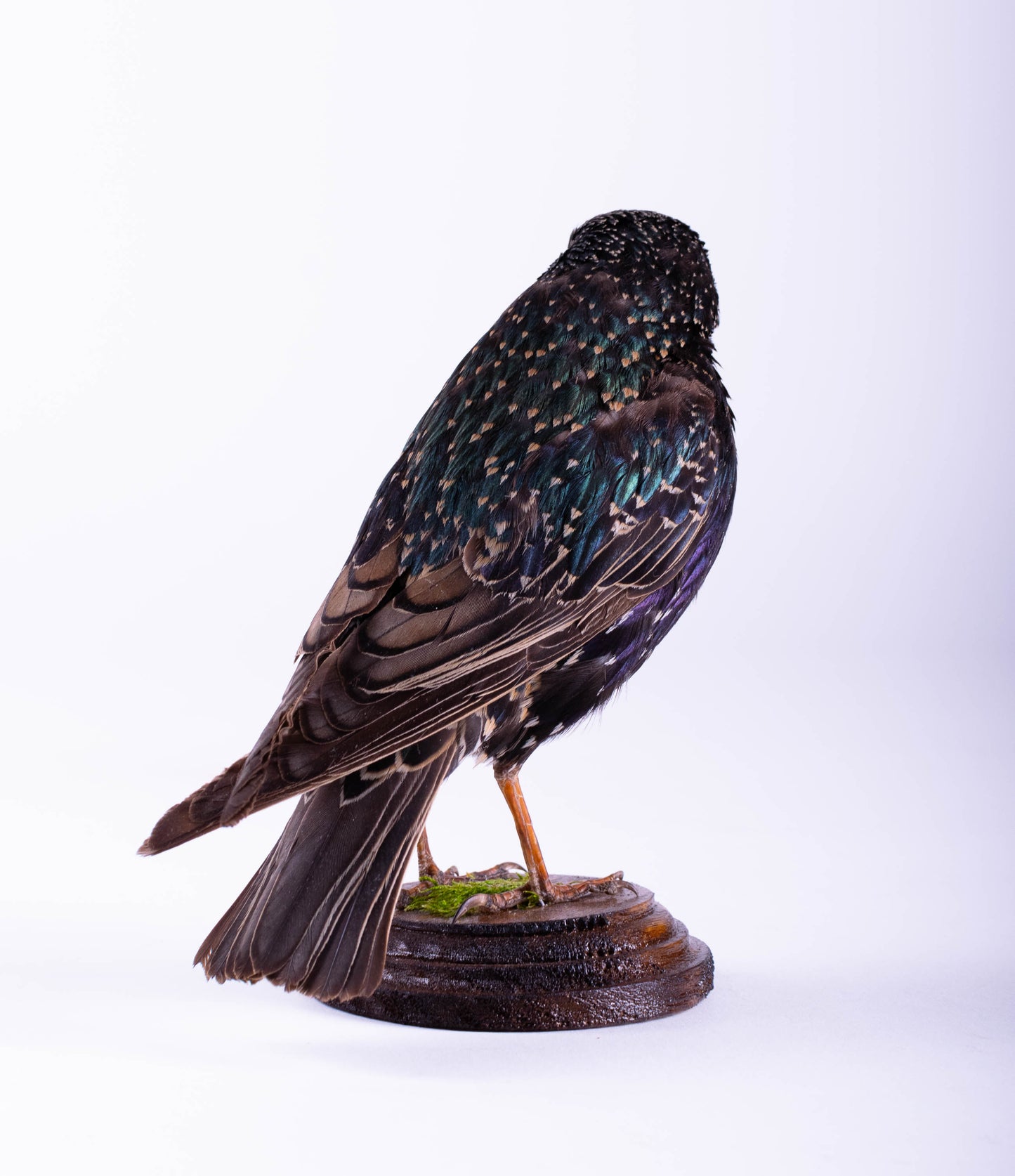 Starling Taxidermy Standing Mount