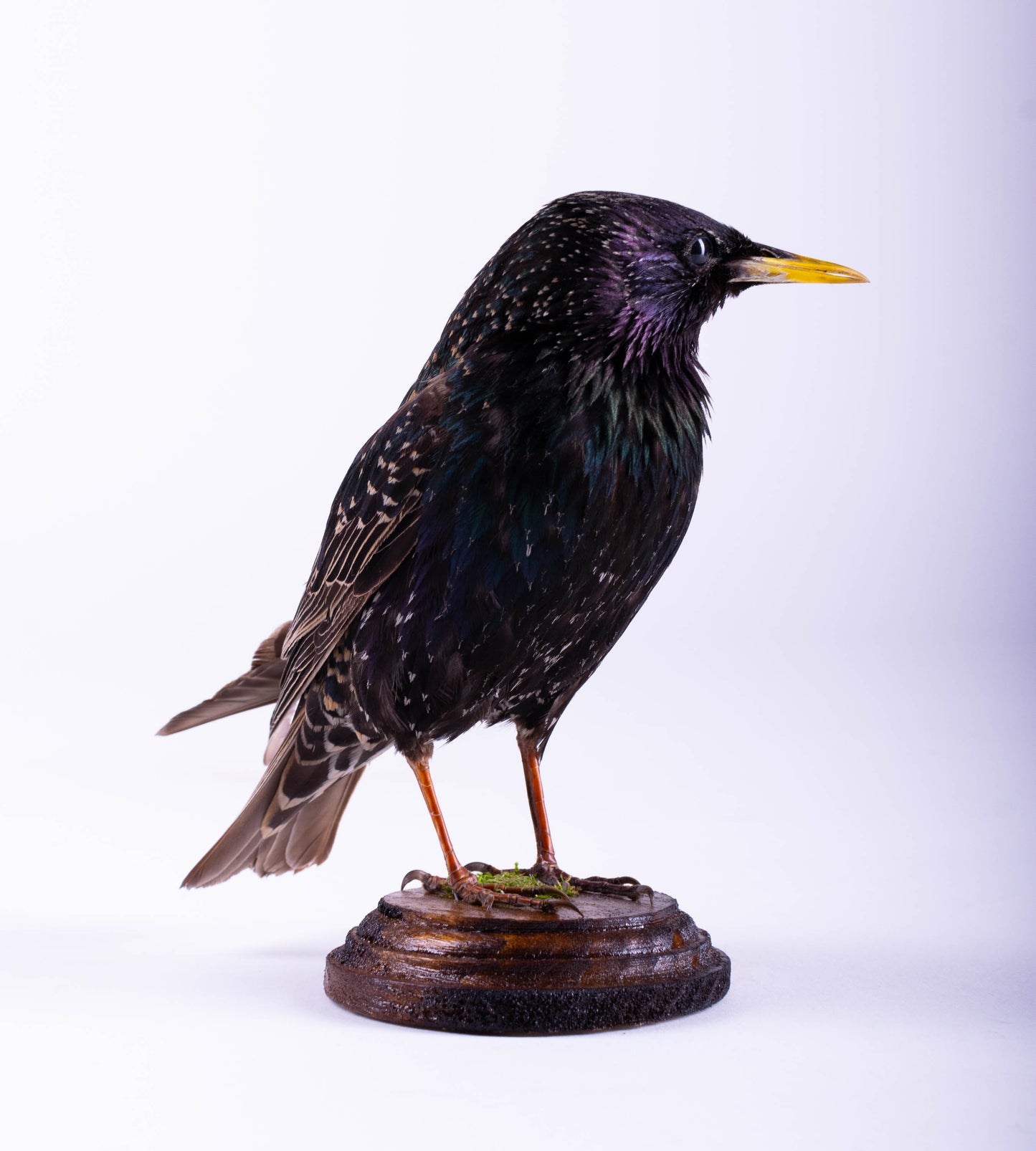 Starling Taxidermy Standing Mount