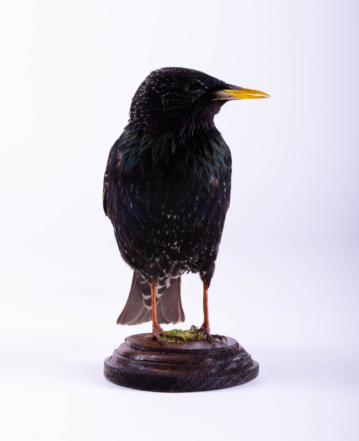 Starling Taxidermy Standing Mount