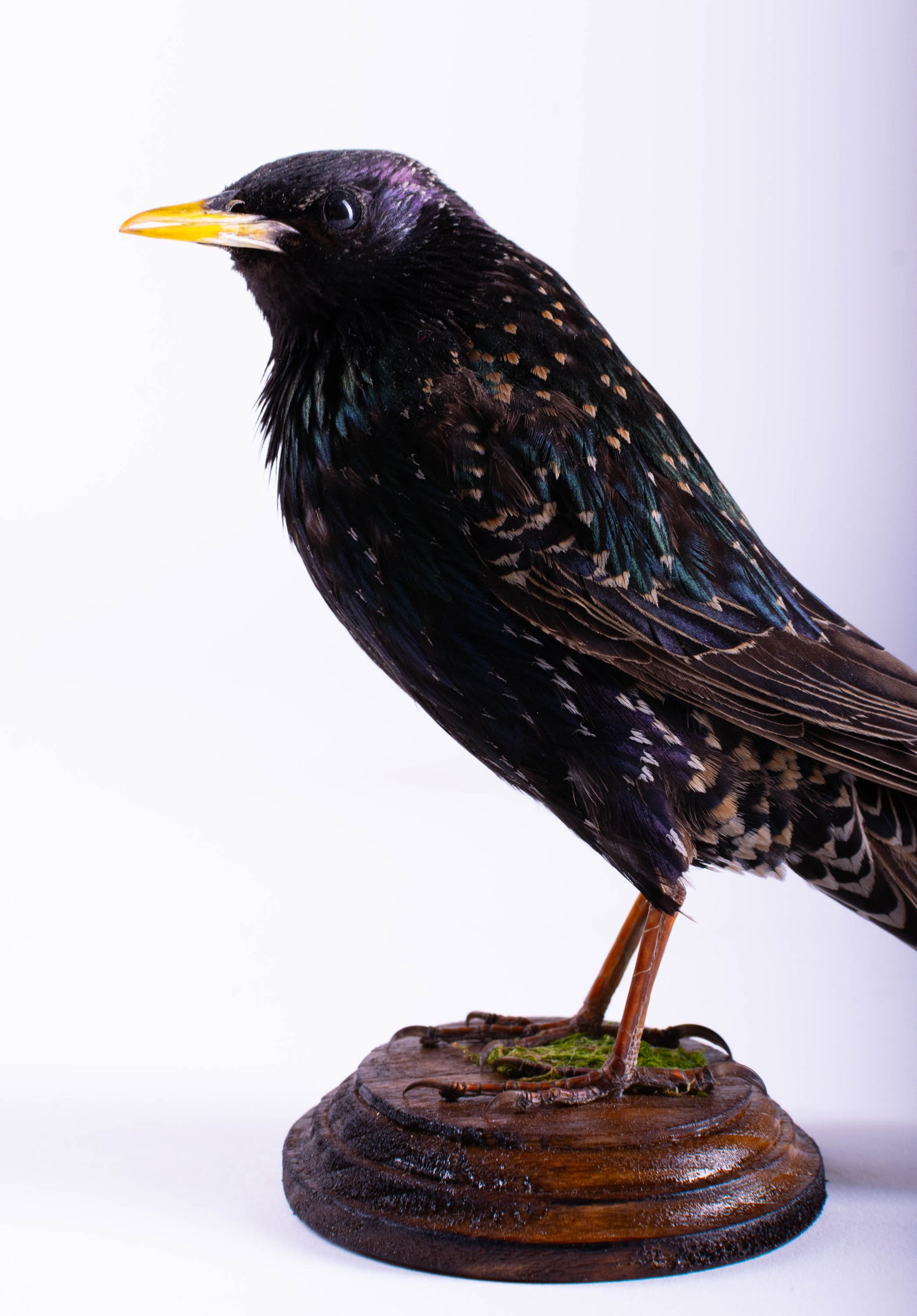 Starling Taxidermy Standing Mount