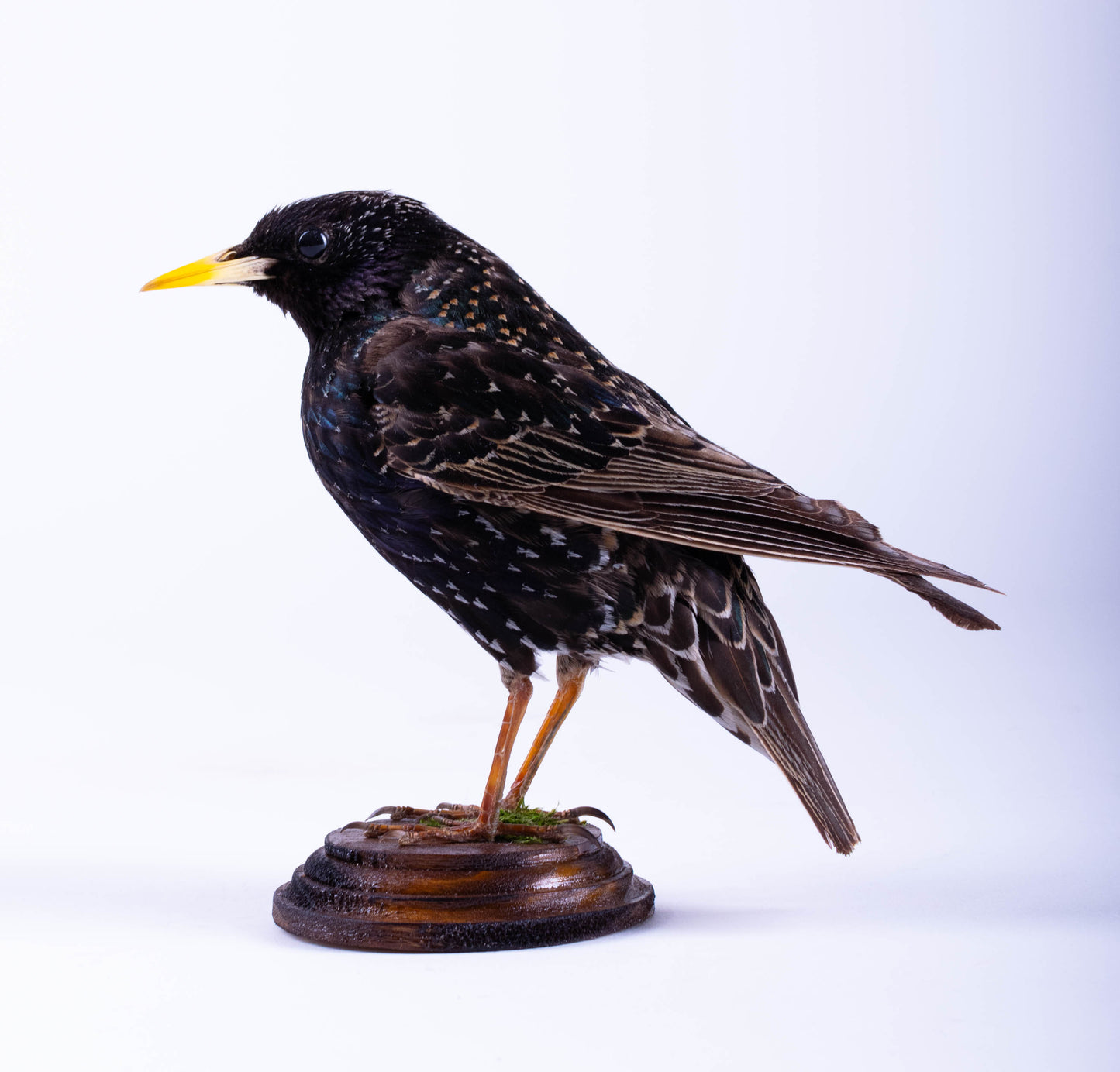 Starling Taxidermy Standing Mount