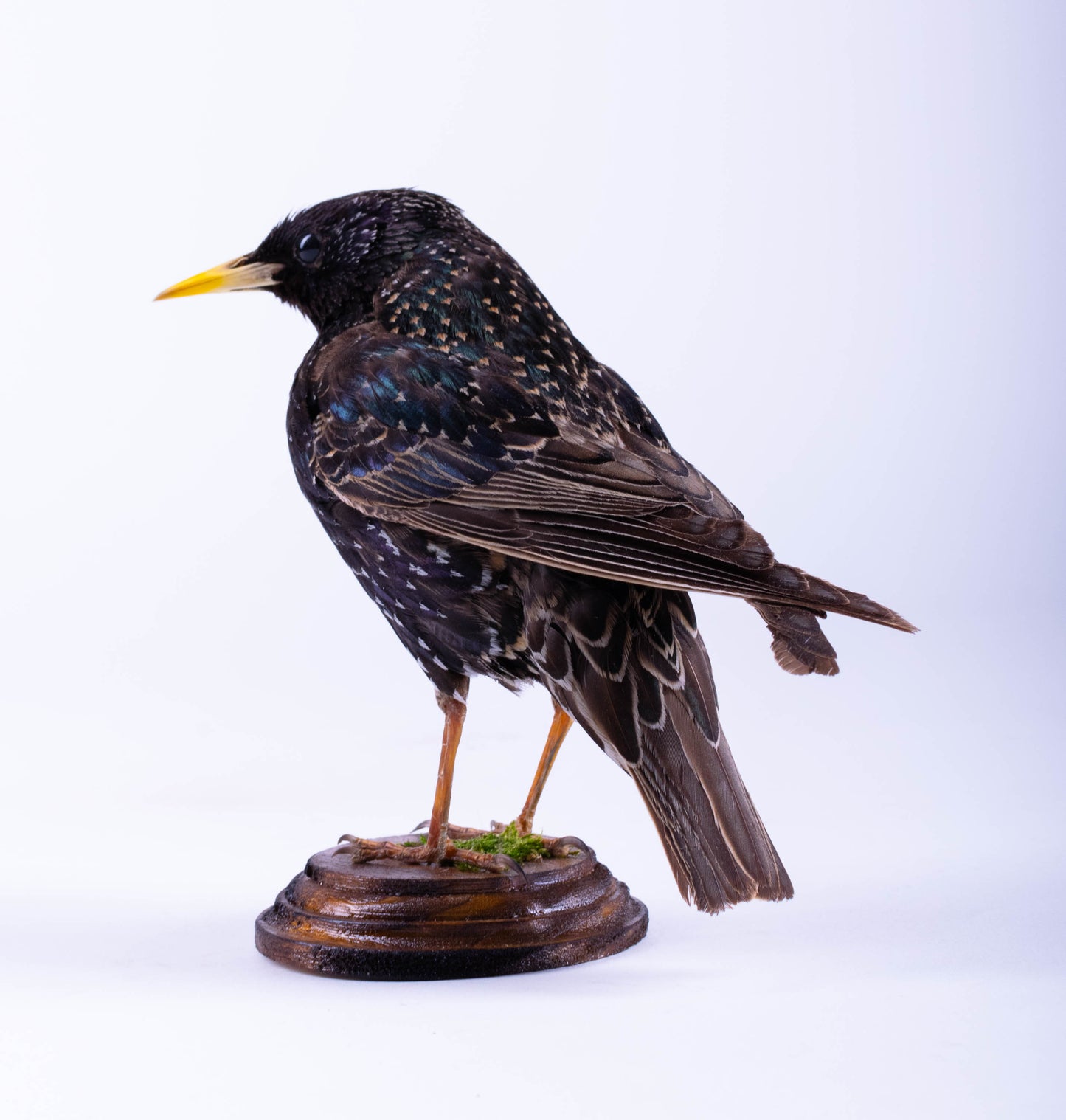 Starling Taxidermy Standing Mount
