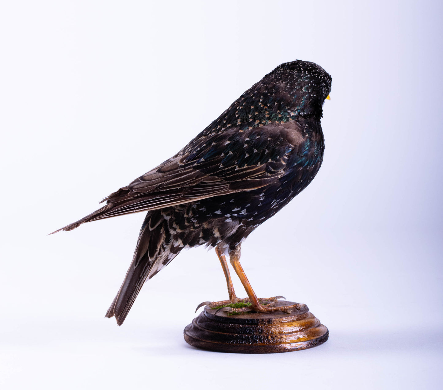 Starling Taxidermy Standing Mount
