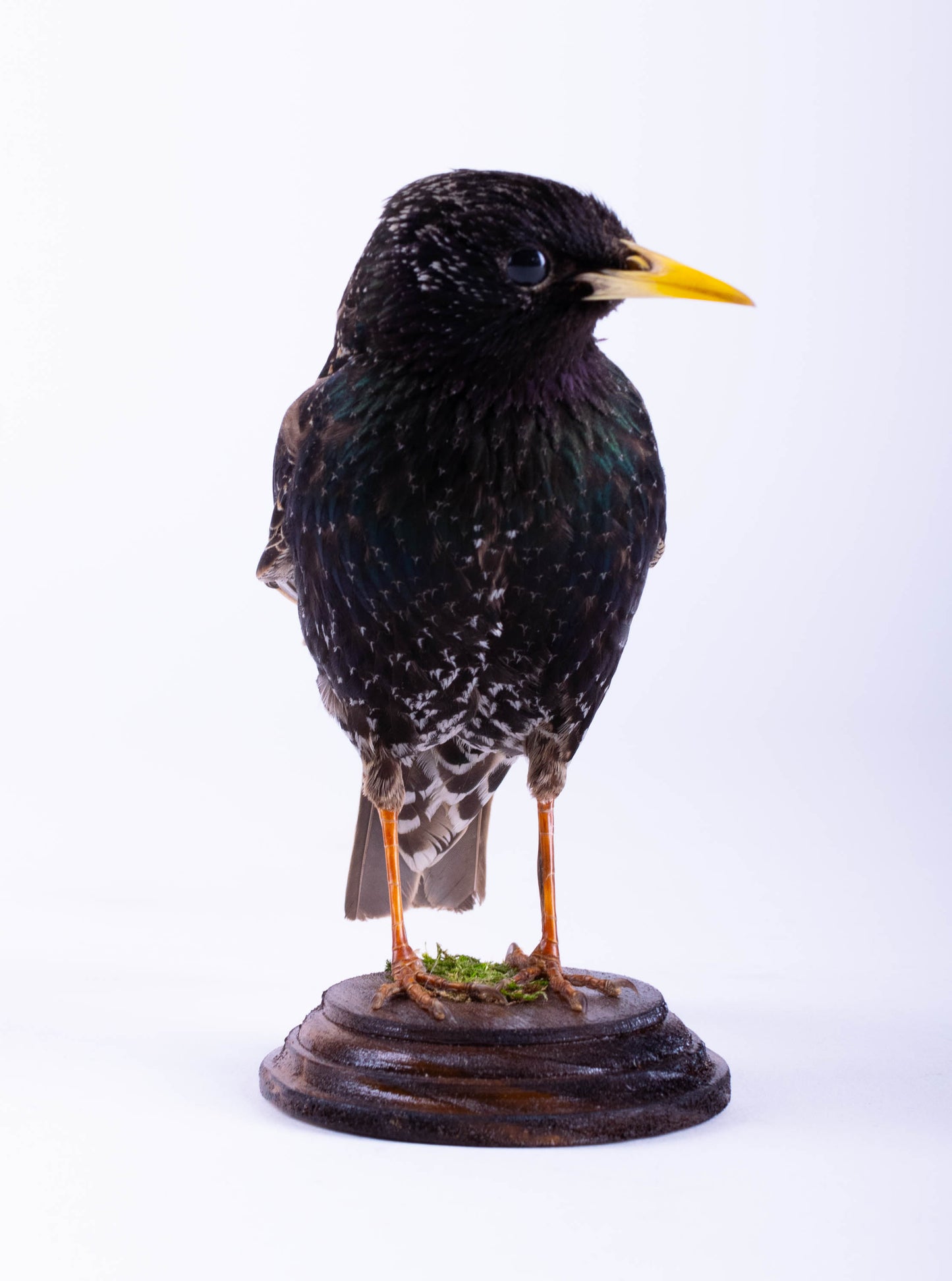 Starling Taxidermy Standing Mount
