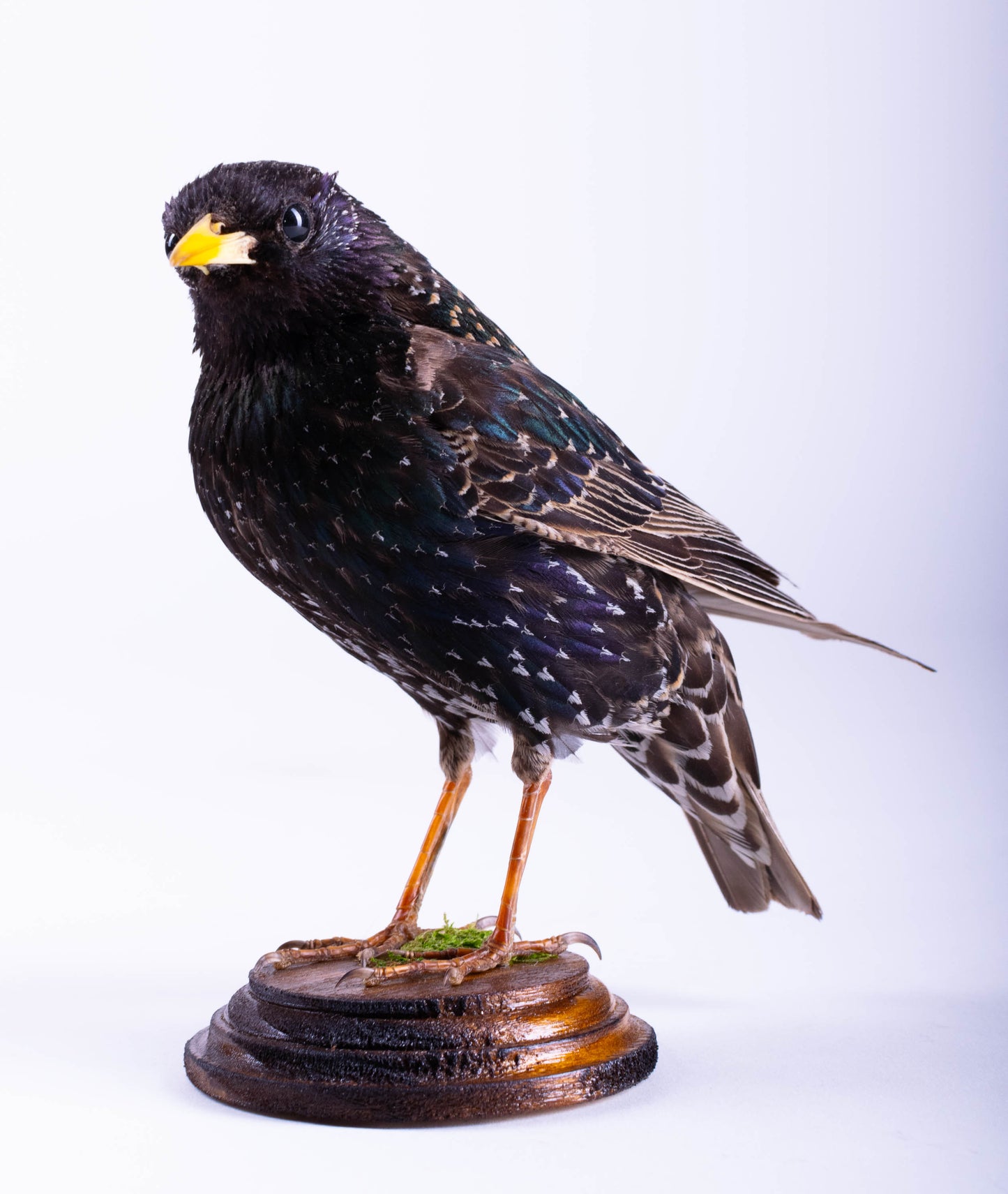 Starling Taxidermy Standing Mount