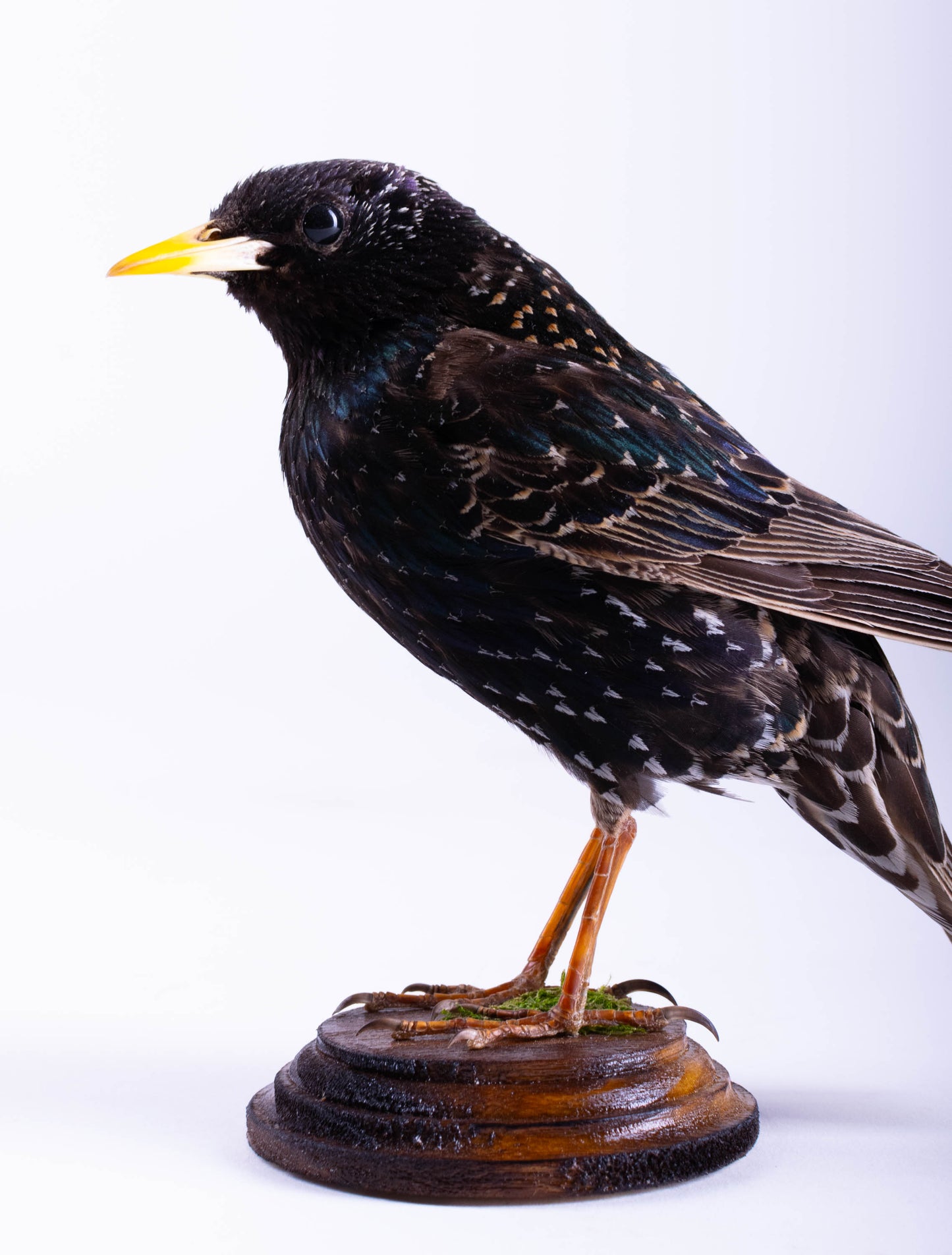 Starling Taxidermy Standing Mount