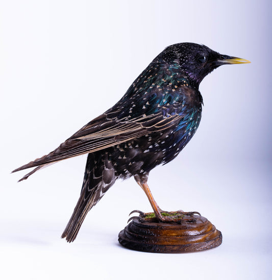 Starling Taxidermy Standing Mount