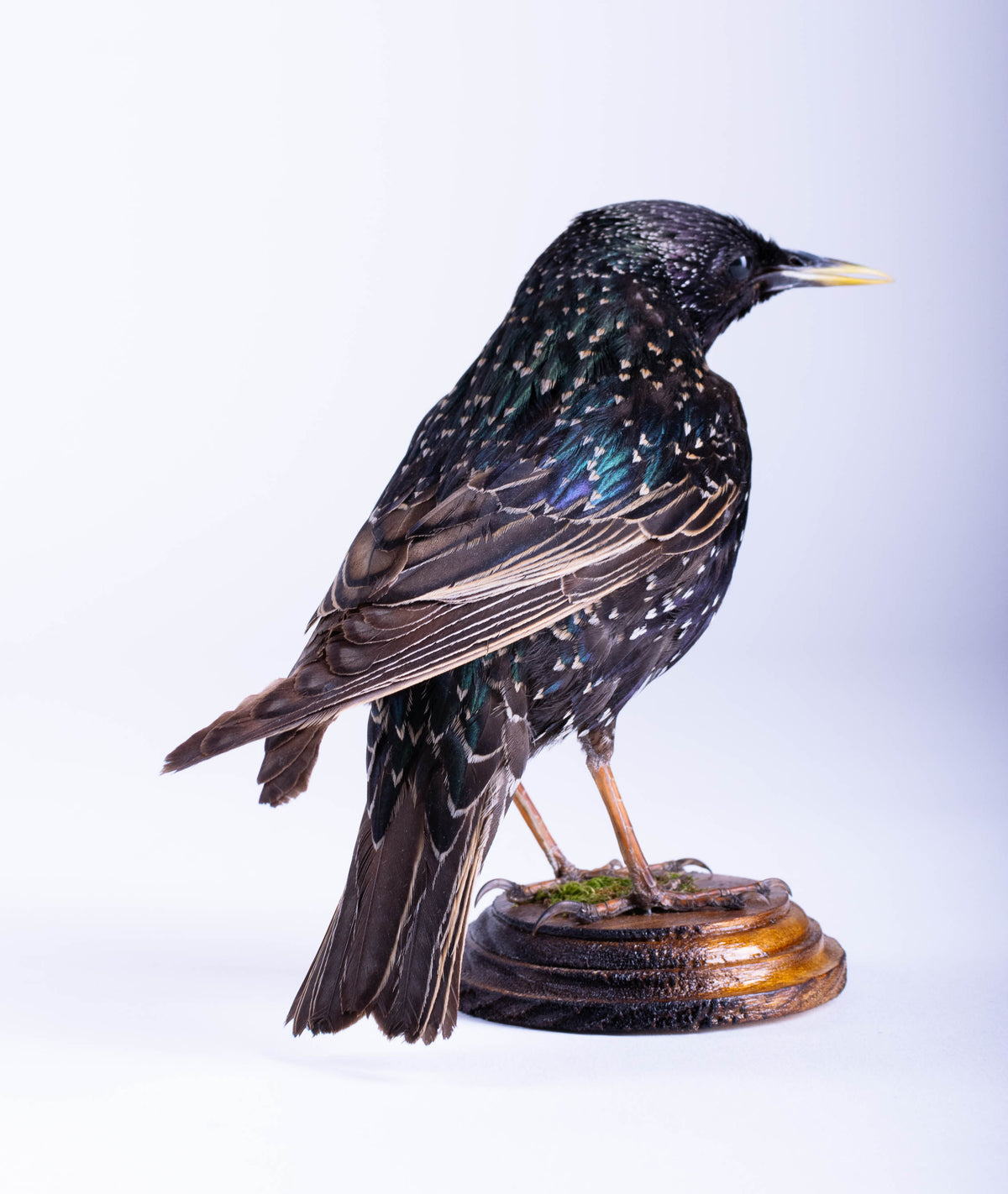 Starling Taxidermy Standing Mount