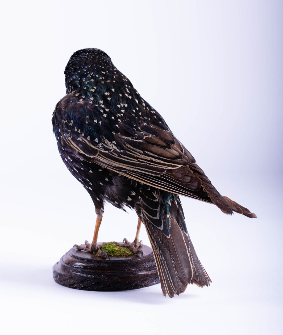 Starling Taxidermy Standing Mount