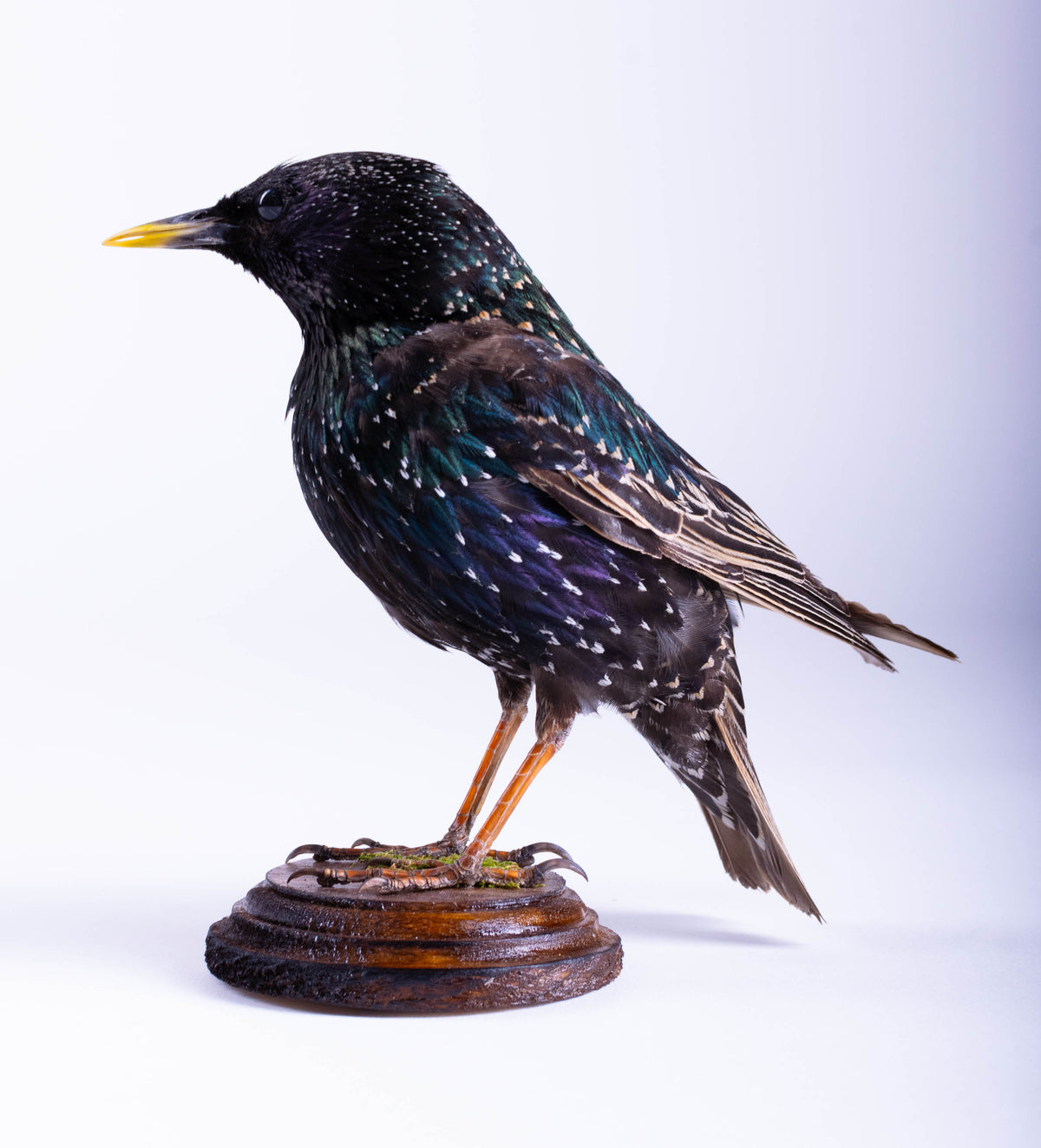 Starling Taxidermy Standing Mount