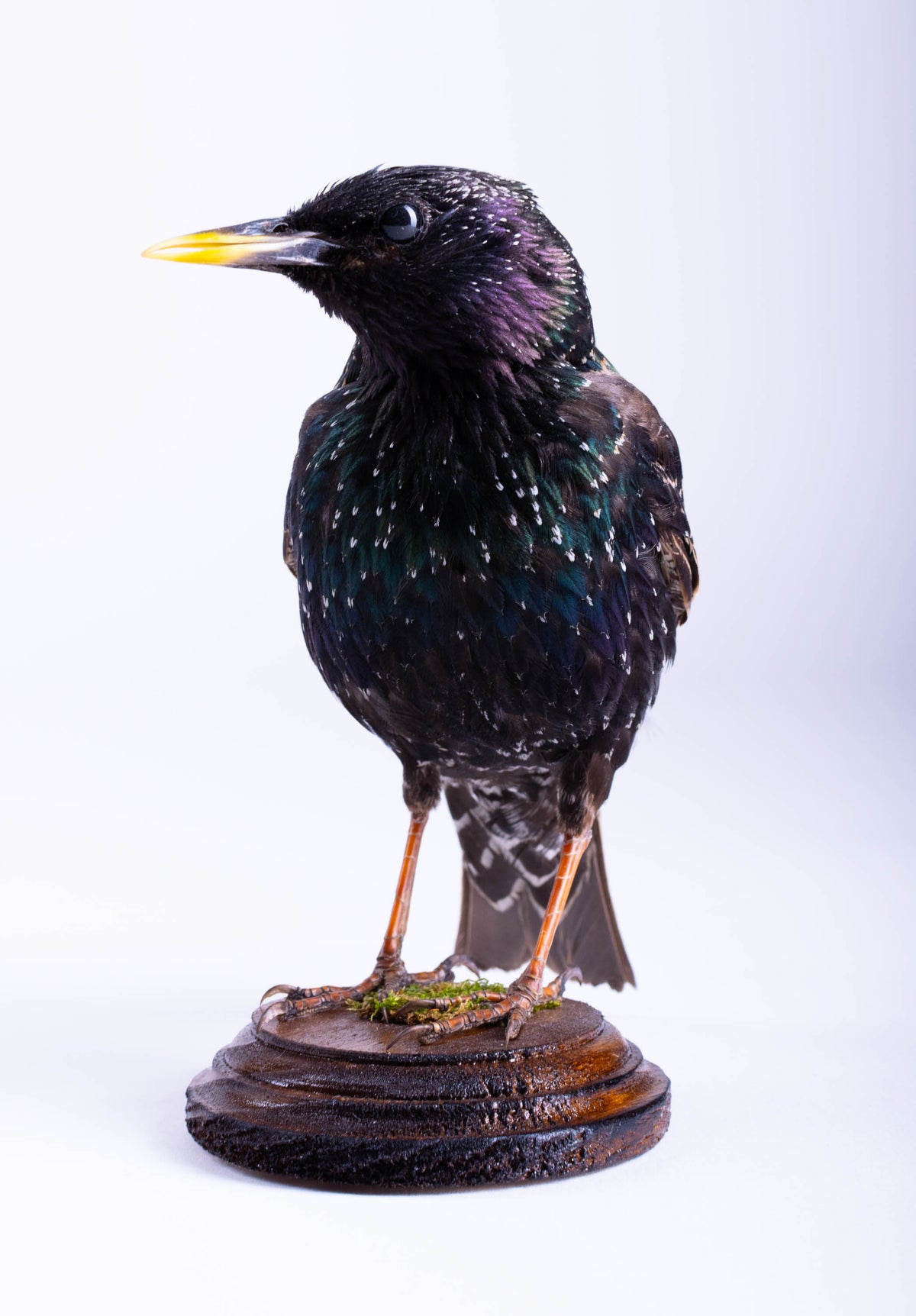 Starling Taxidermy Standing Mount