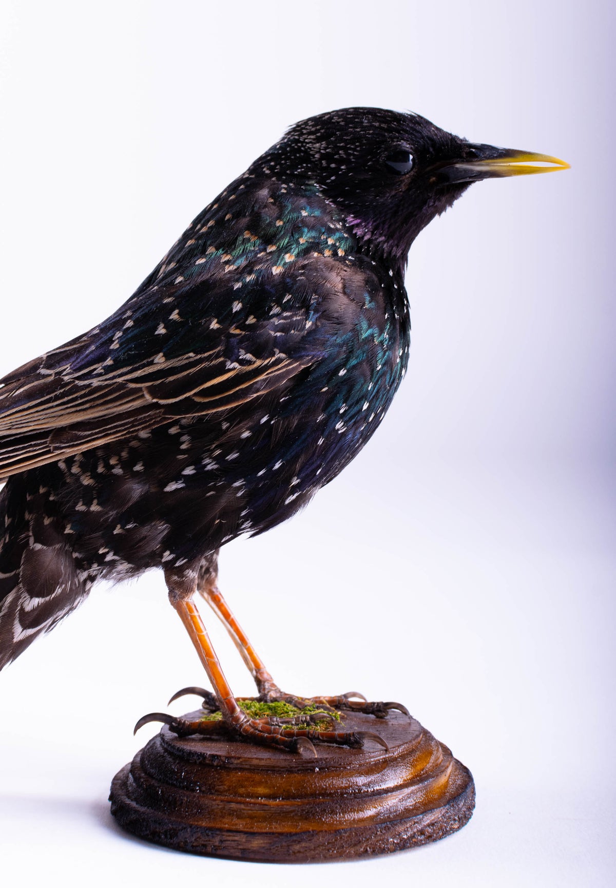 Starling Taxidermy Standing Mount