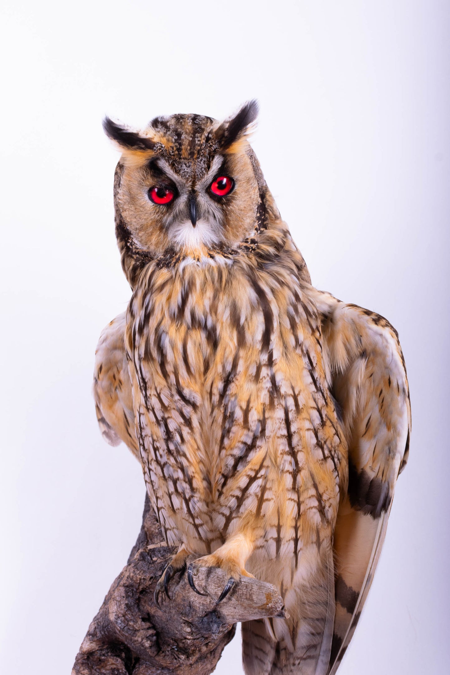 Long-eared Owl Taxidermy Wall Mount For Sale