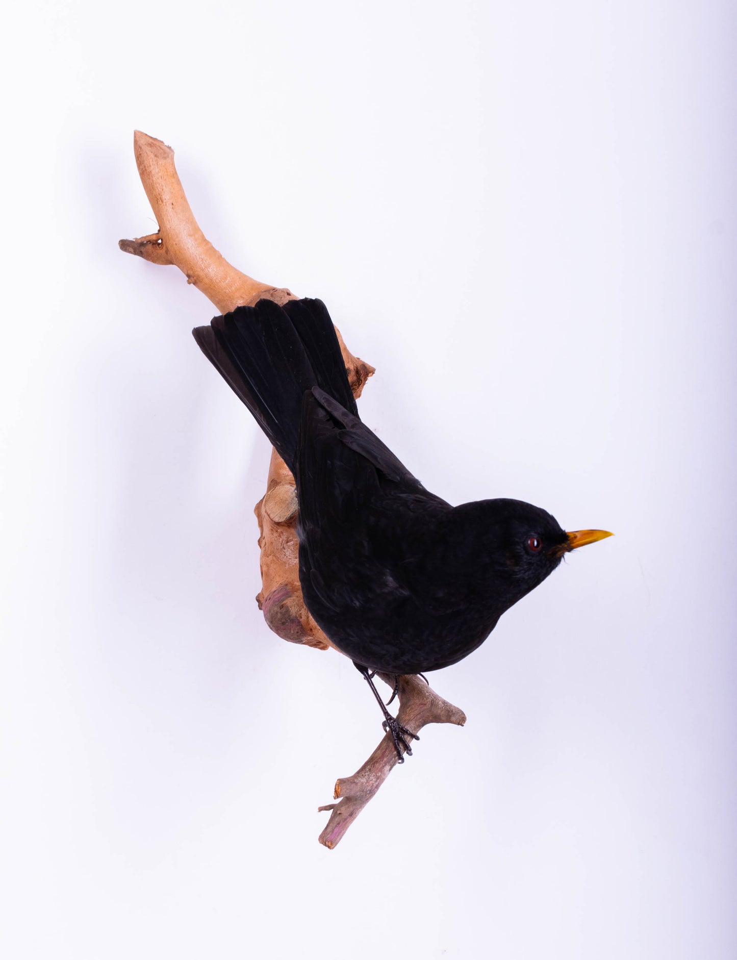 Blackbird Taxidermy Wall Mount For Sale