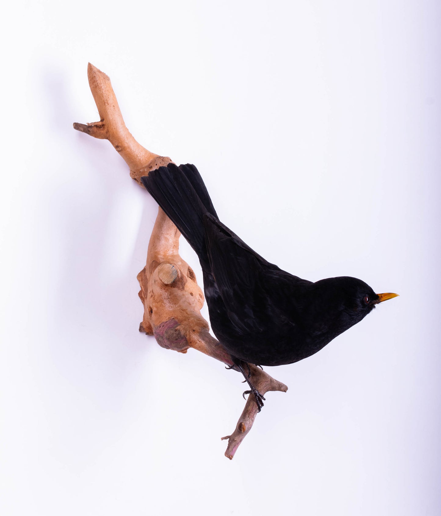 Blackbird Taxidermy Wall Mount For Sale