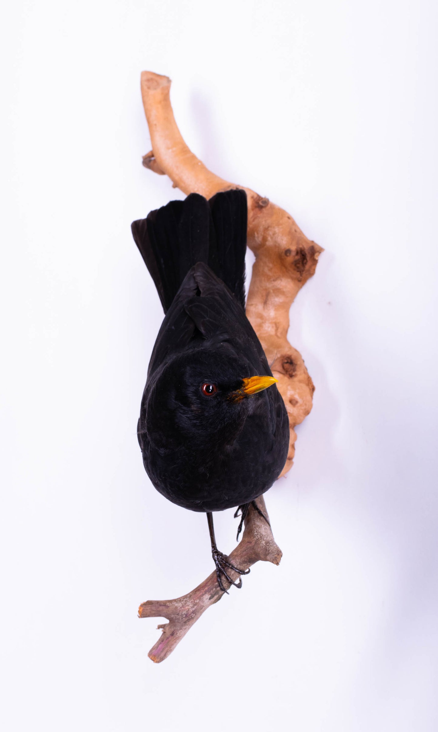 Blackbird Taxidermy Wall Mount For Sale