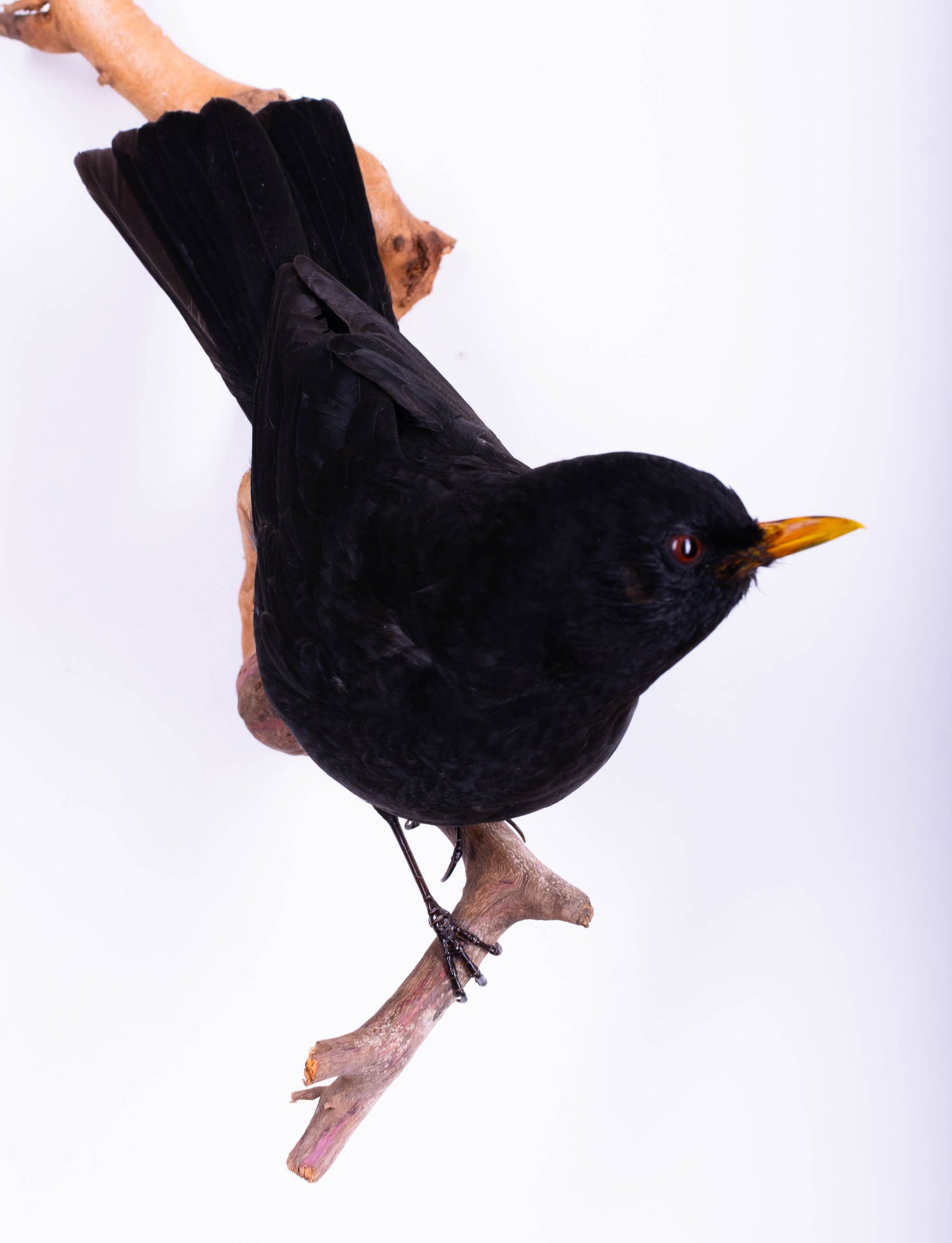 Blackbird Taxidermy Wall Mount For Sale