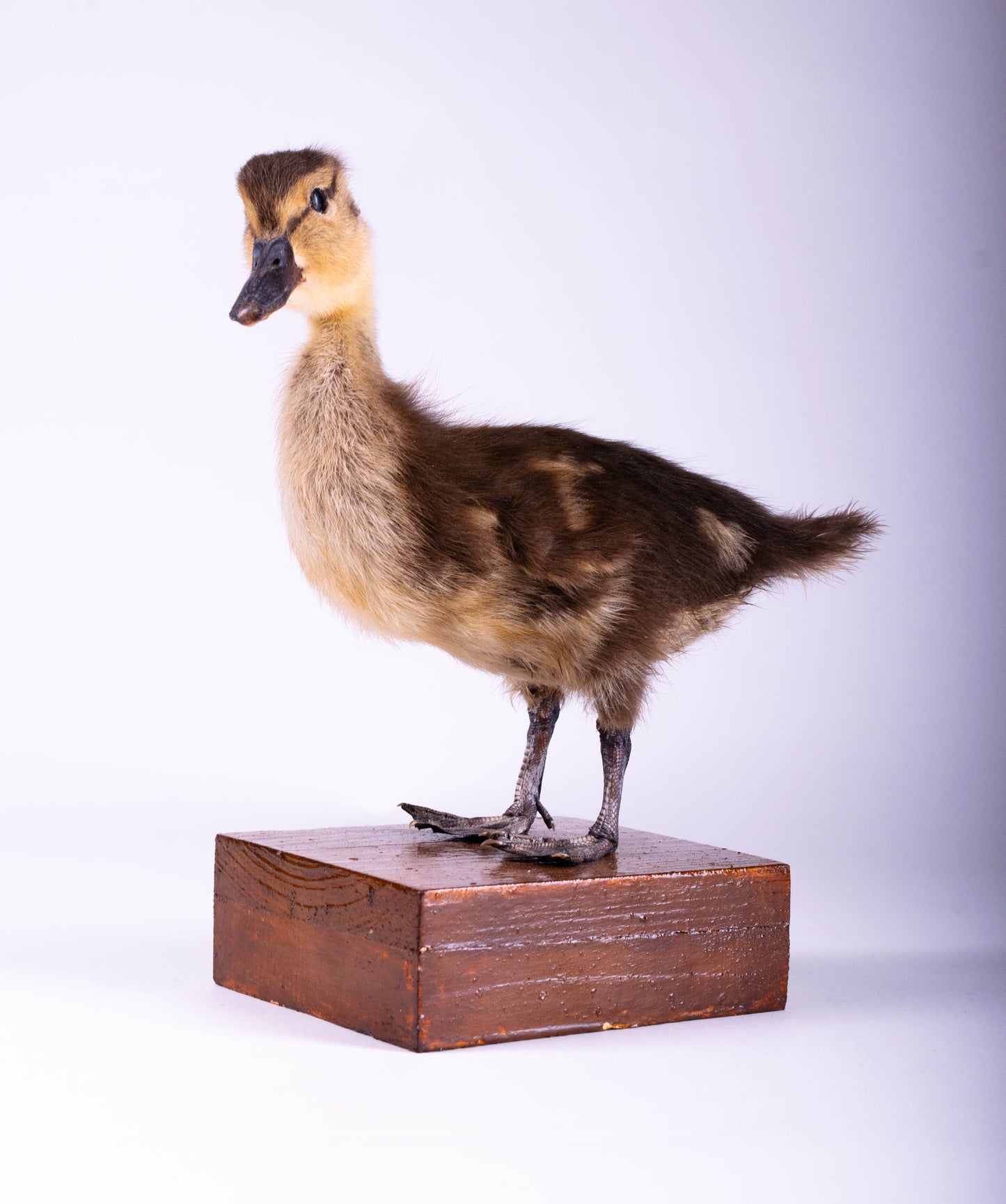 Mallard Taxidermy Stand Mount For Sale