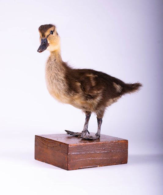 Mallard Taxidermy Stand Mount For Sale