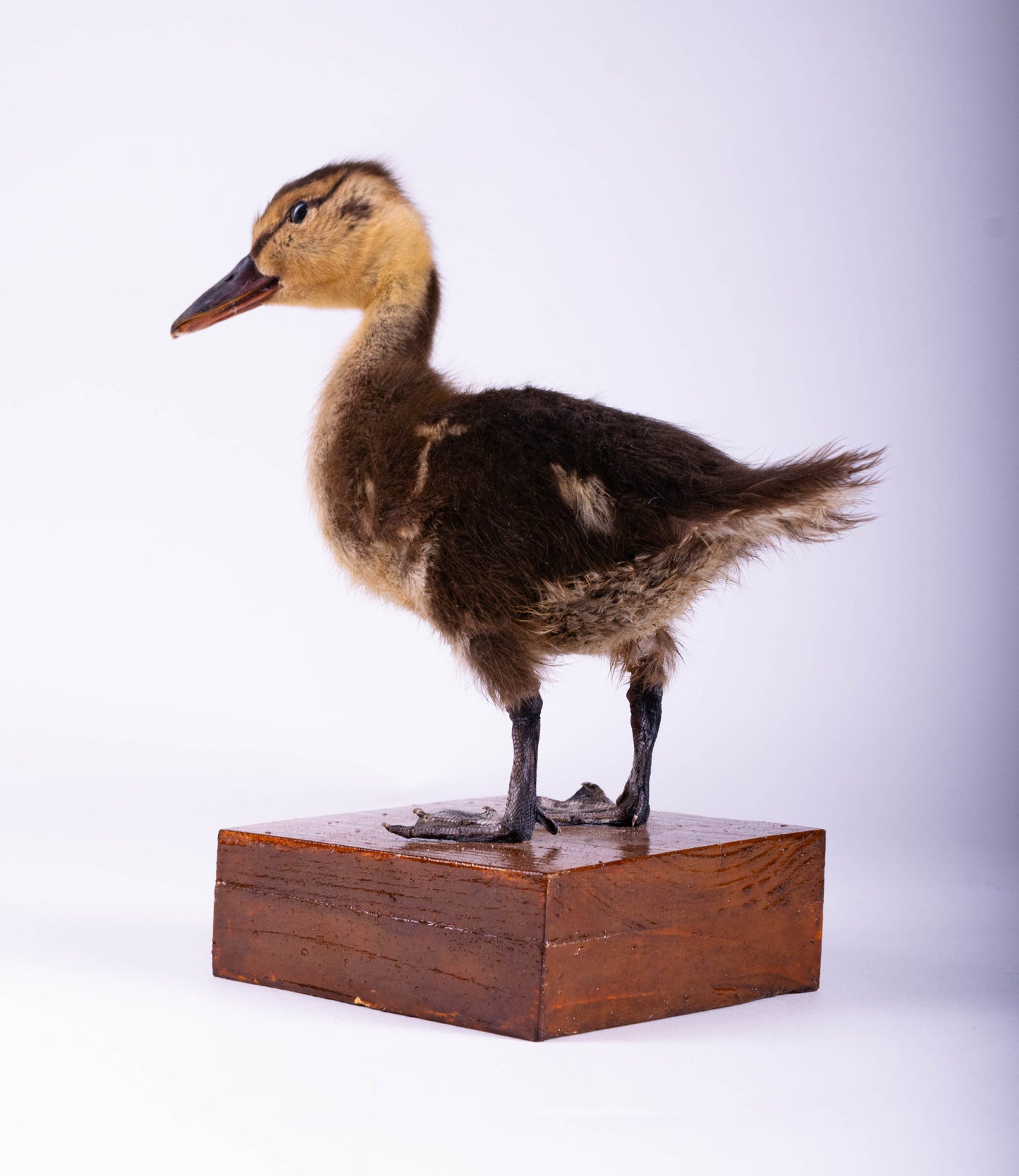 Mallard Taxidermy Stand Mount For Sale