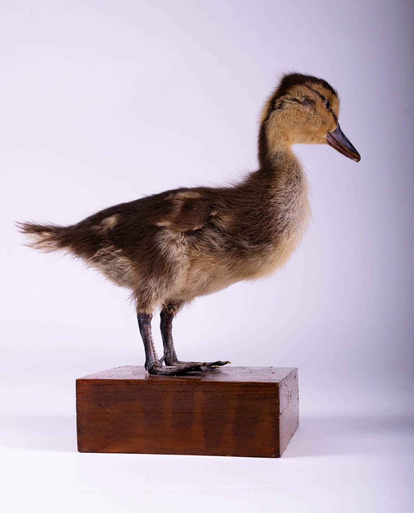 Mallard Taxidermy Stand Mount For Sale
