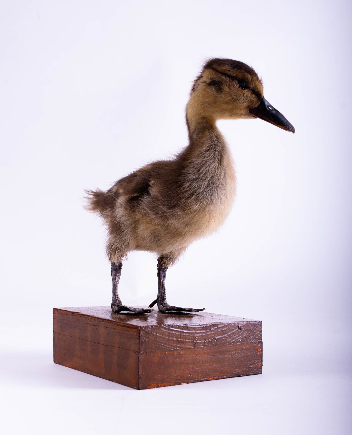 Mallard Taxidermy Stand Mount For Sale