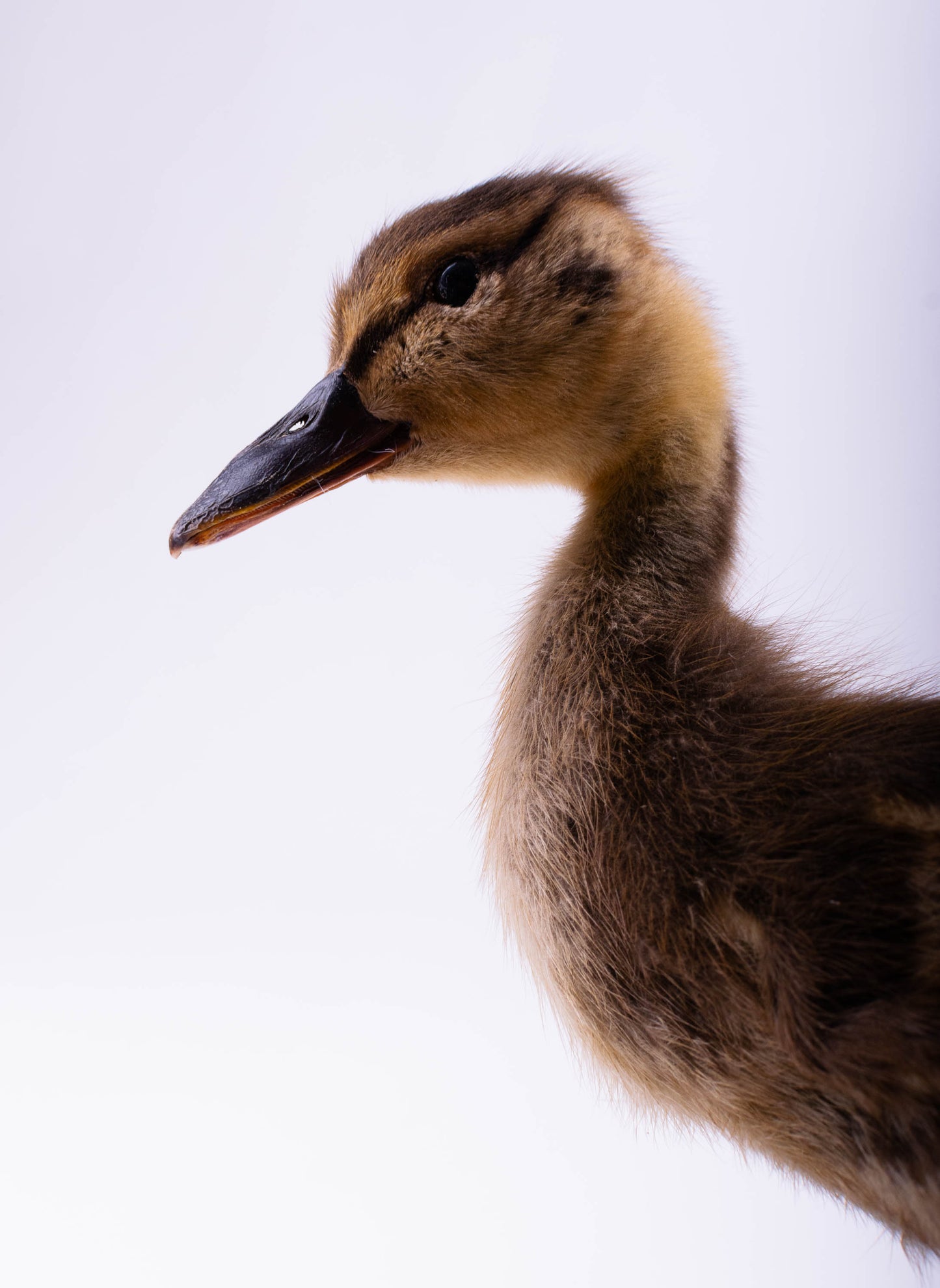 Mallard Taxidermy Stand Mount For Sale