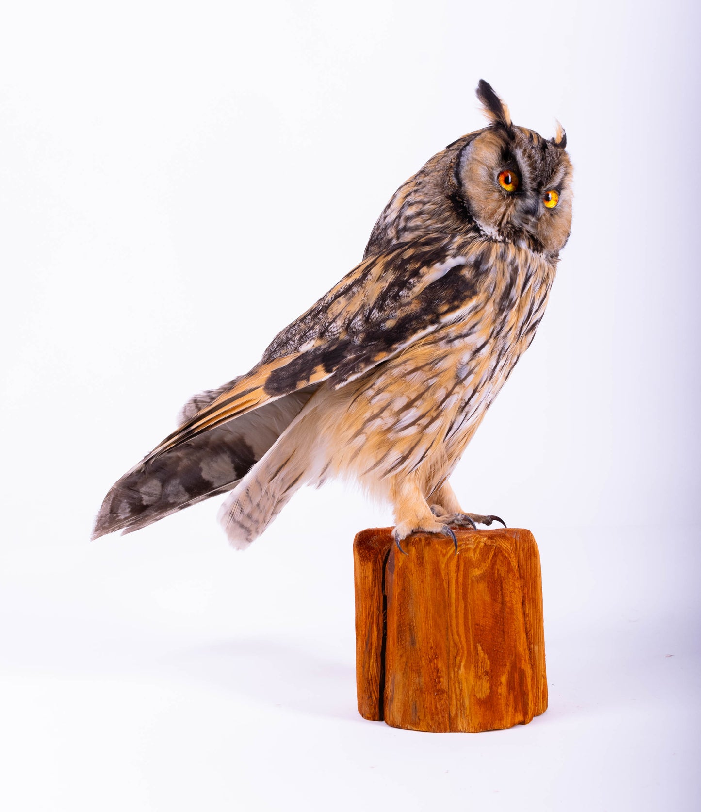 Taxidermy Standing Mount Owl