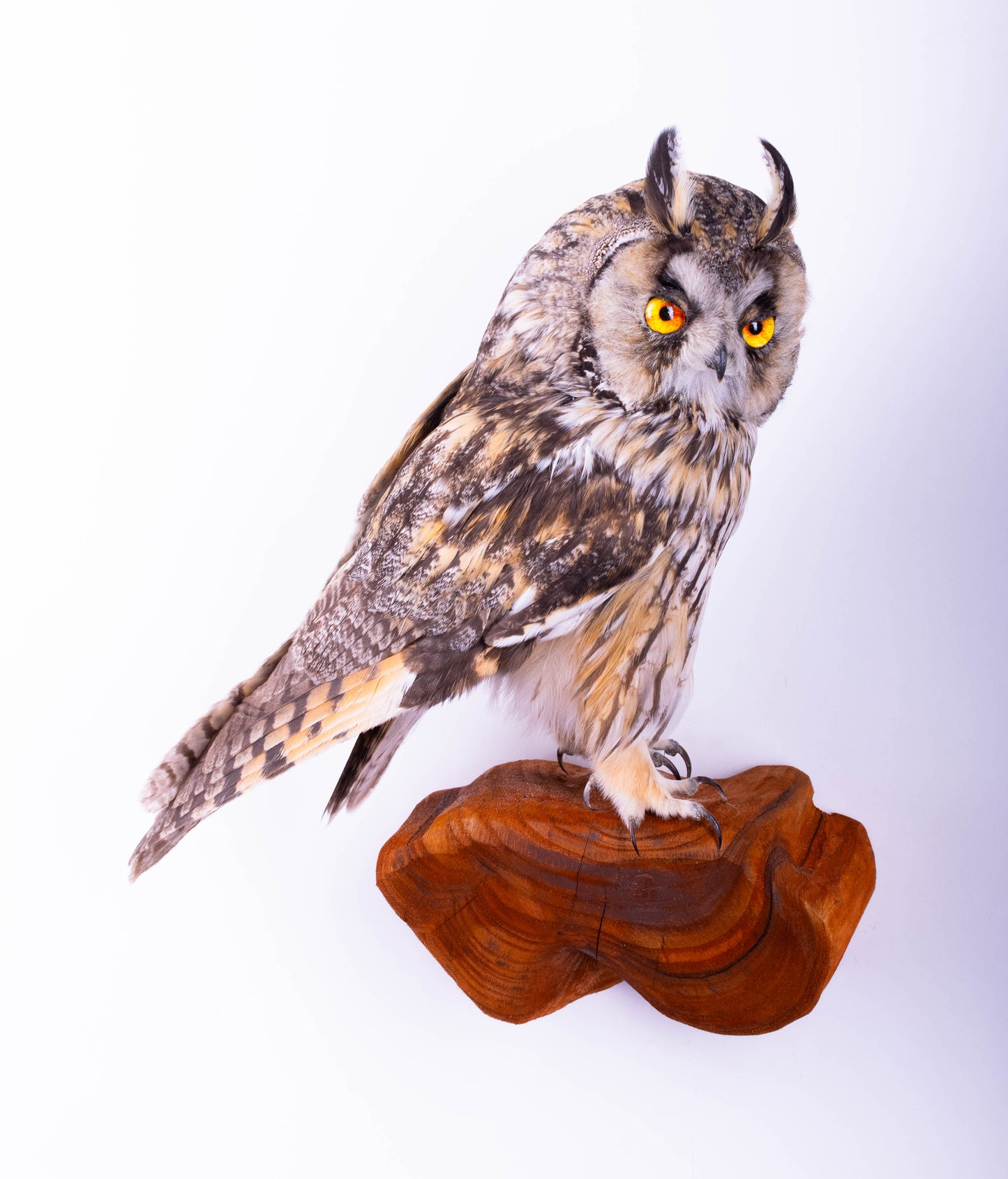 Hibou moyen-duc naturalisé pour fixation murale à vendre