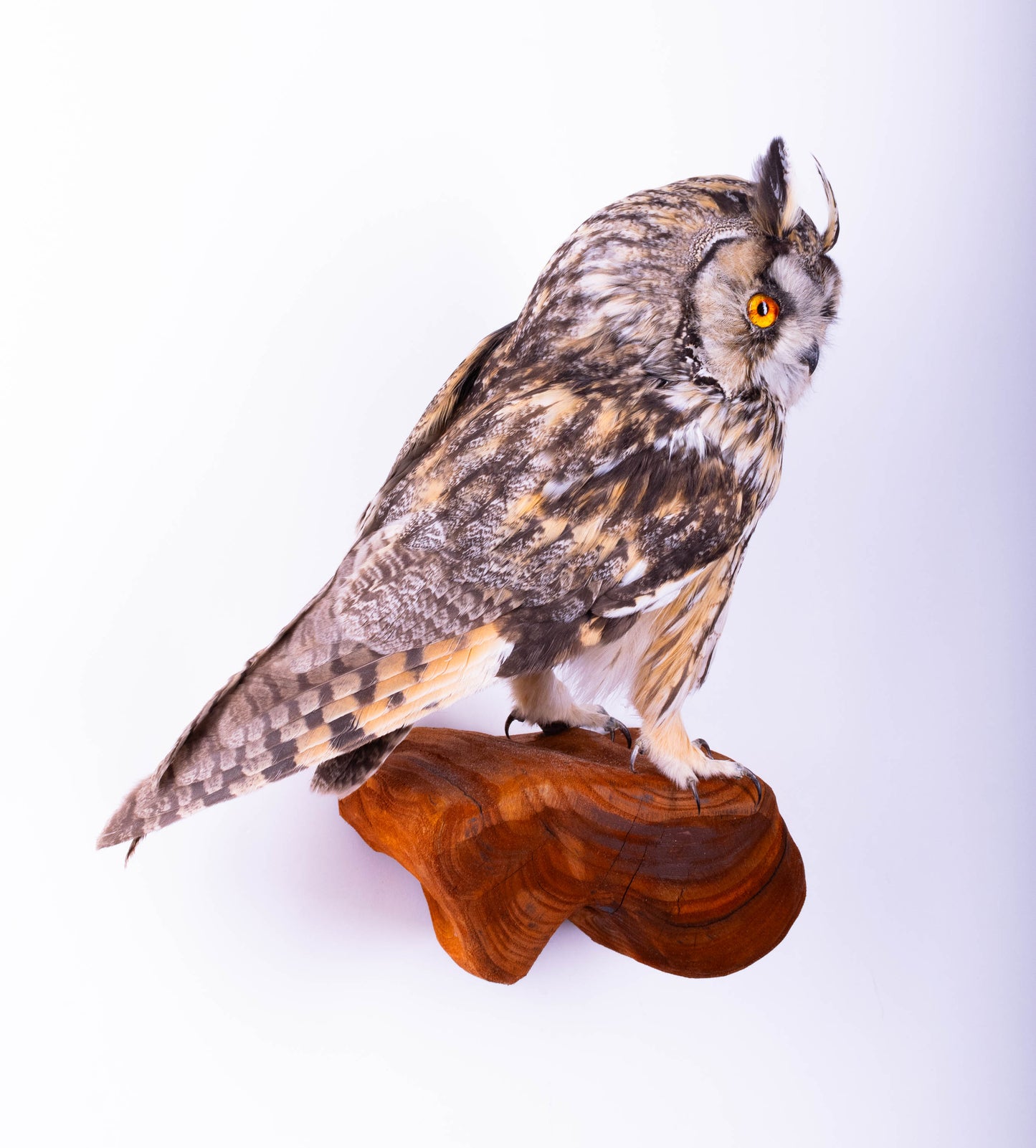 Hibou moyen-duc naturalisé pour fixation murale à vendre